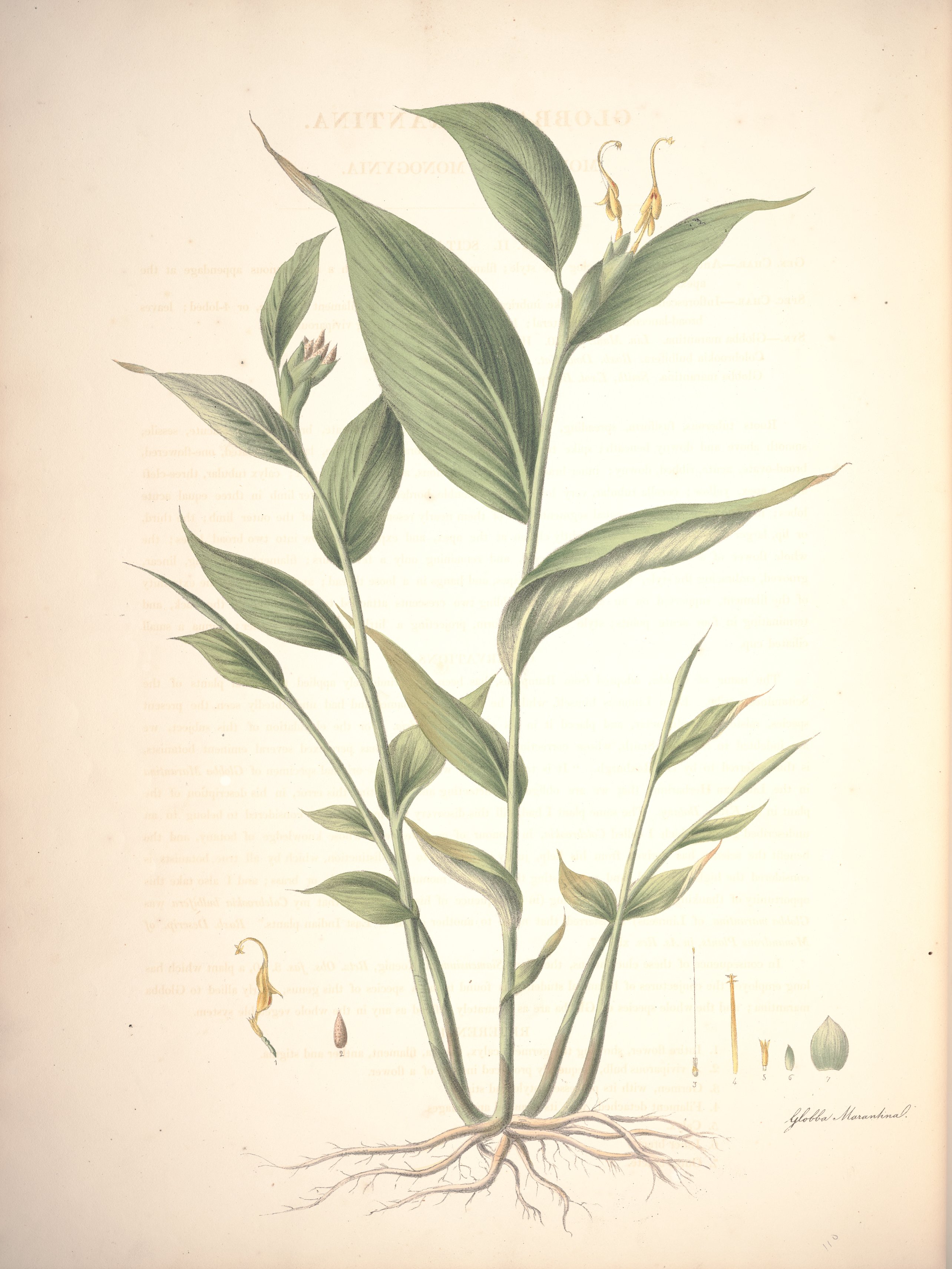 no full size  illustration available (3a)