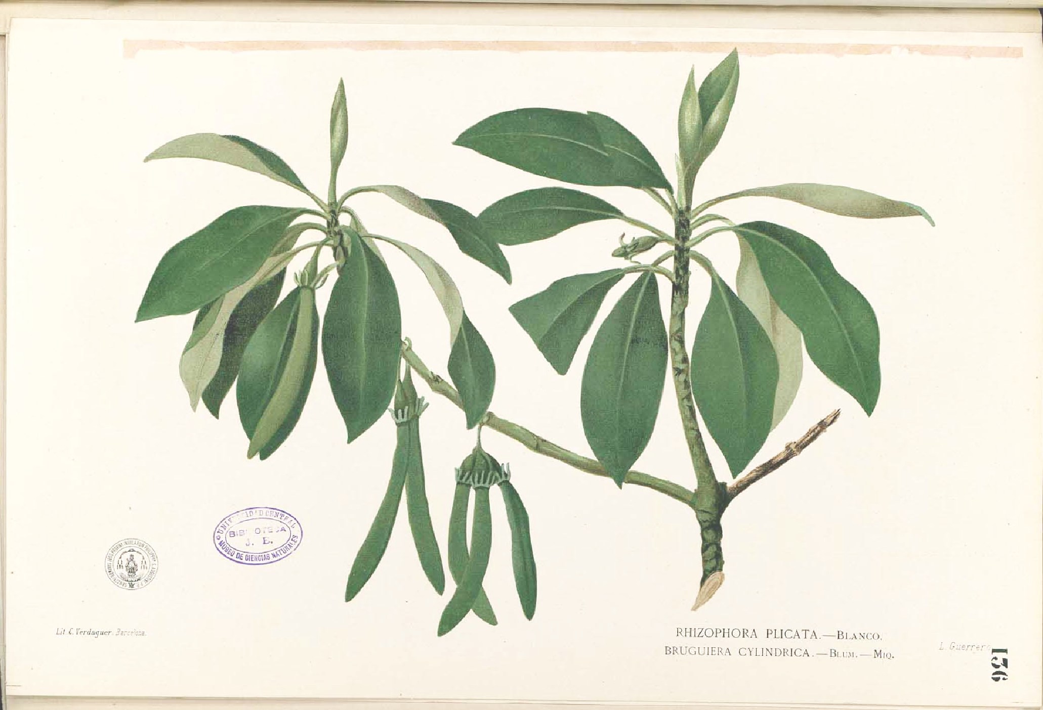 no full size  illustration available (3a)