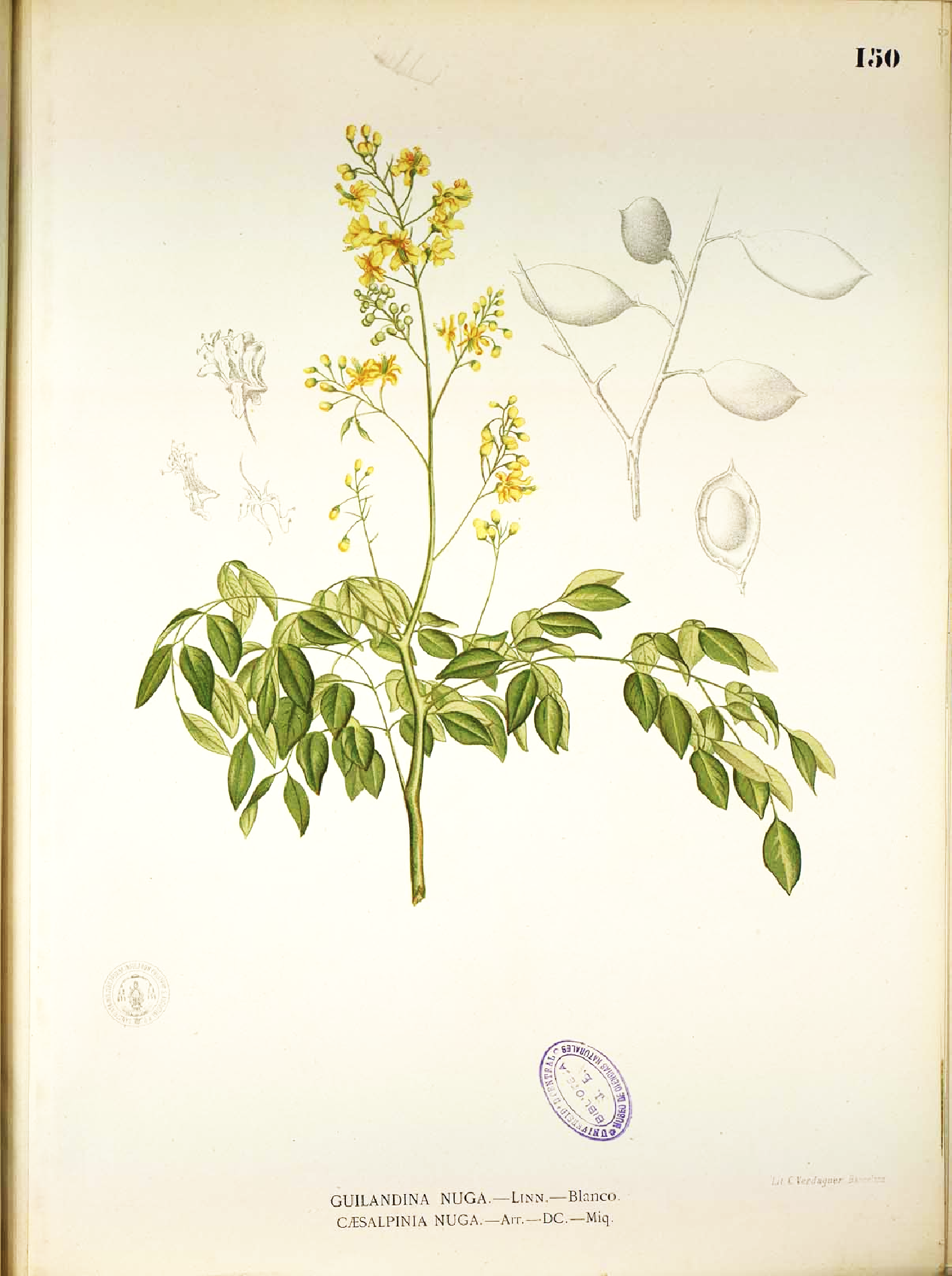 no full size  illustration available (3a)