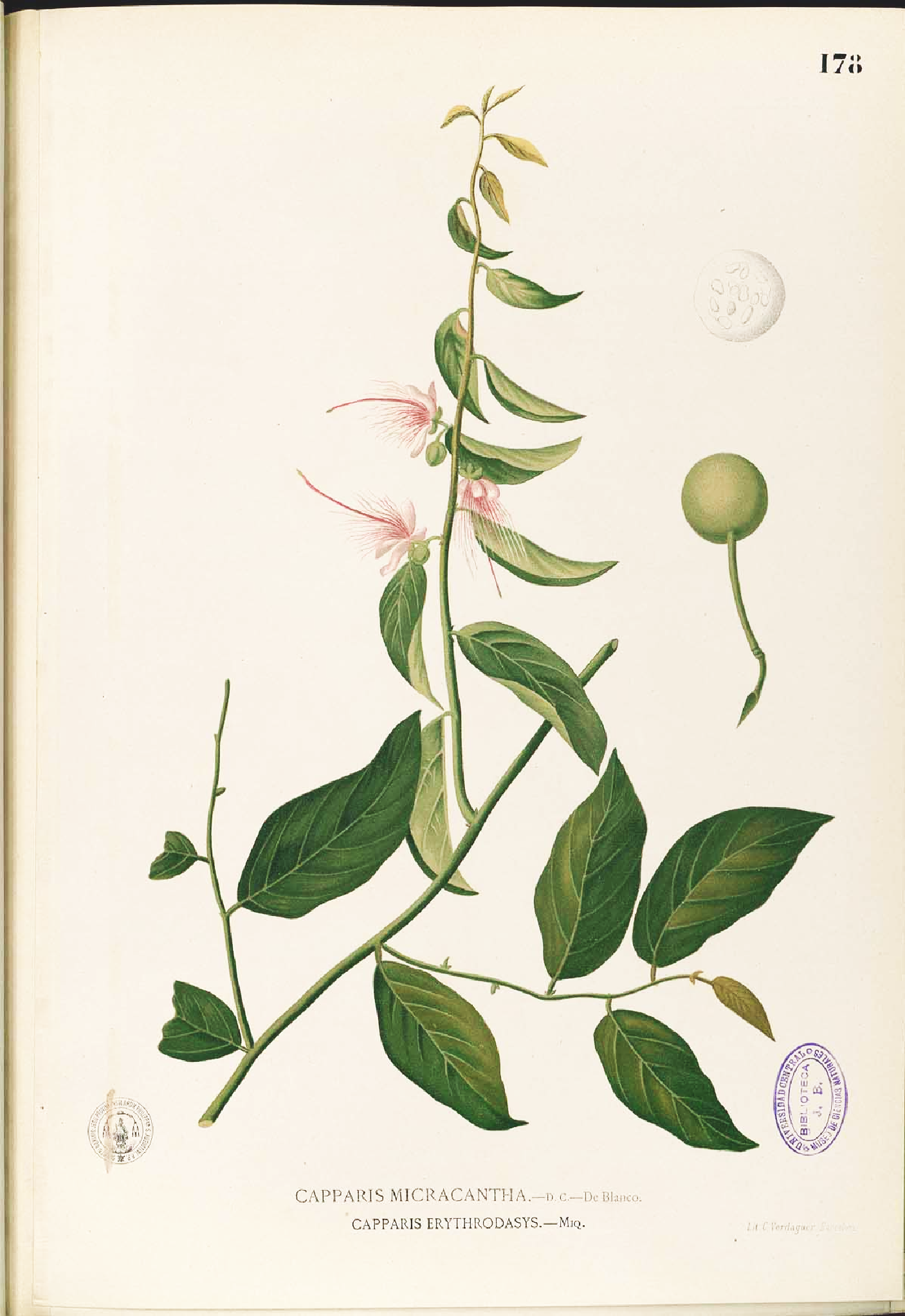 no full size  illustration available (3a)