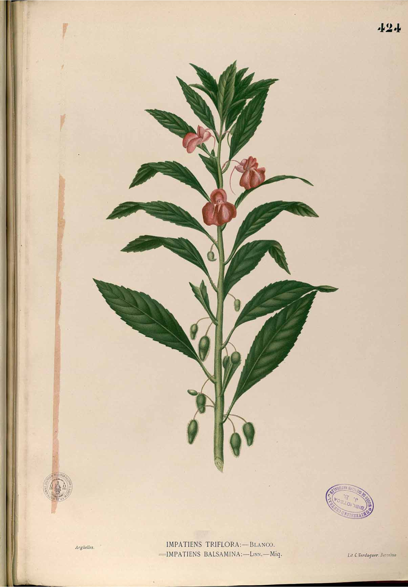 no full size  illustration available (3a)