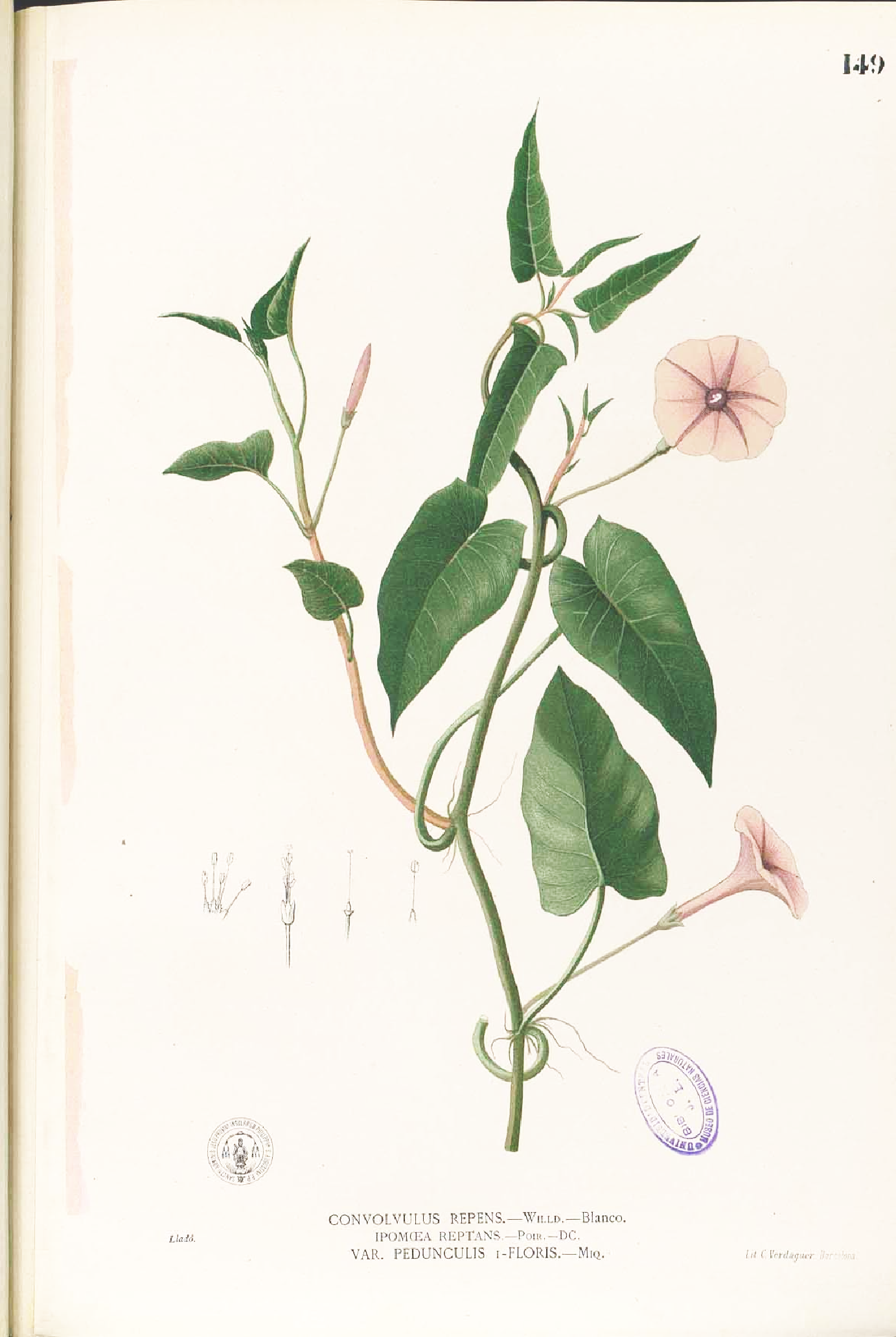 no full size  illustration available (3a)