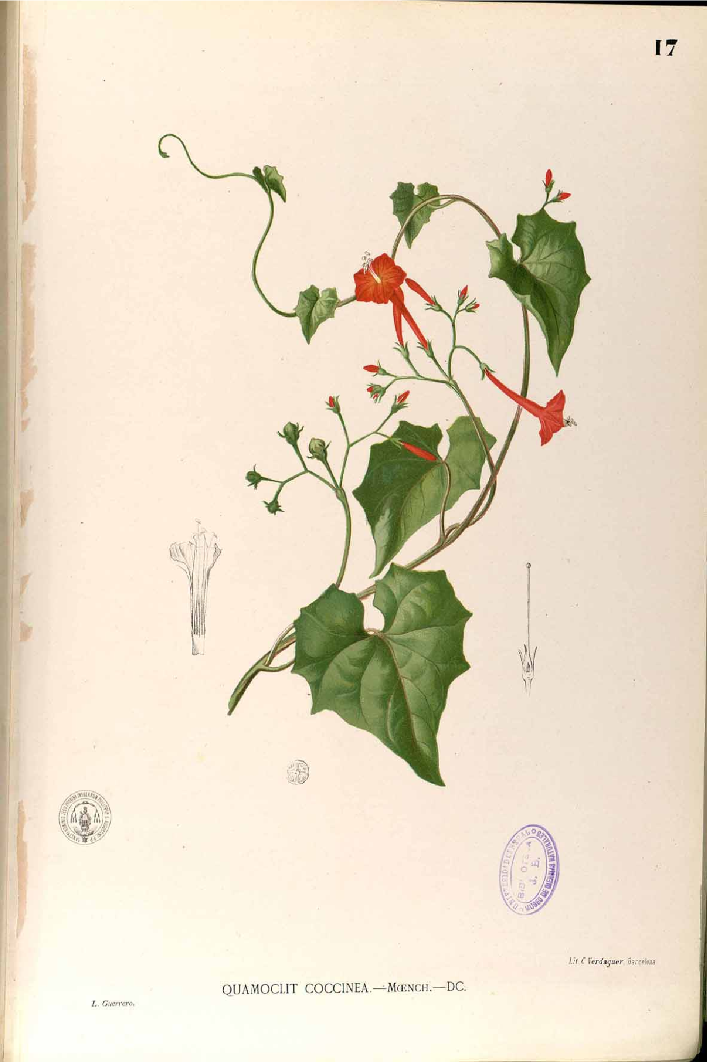 no full size  illustration available (3a)