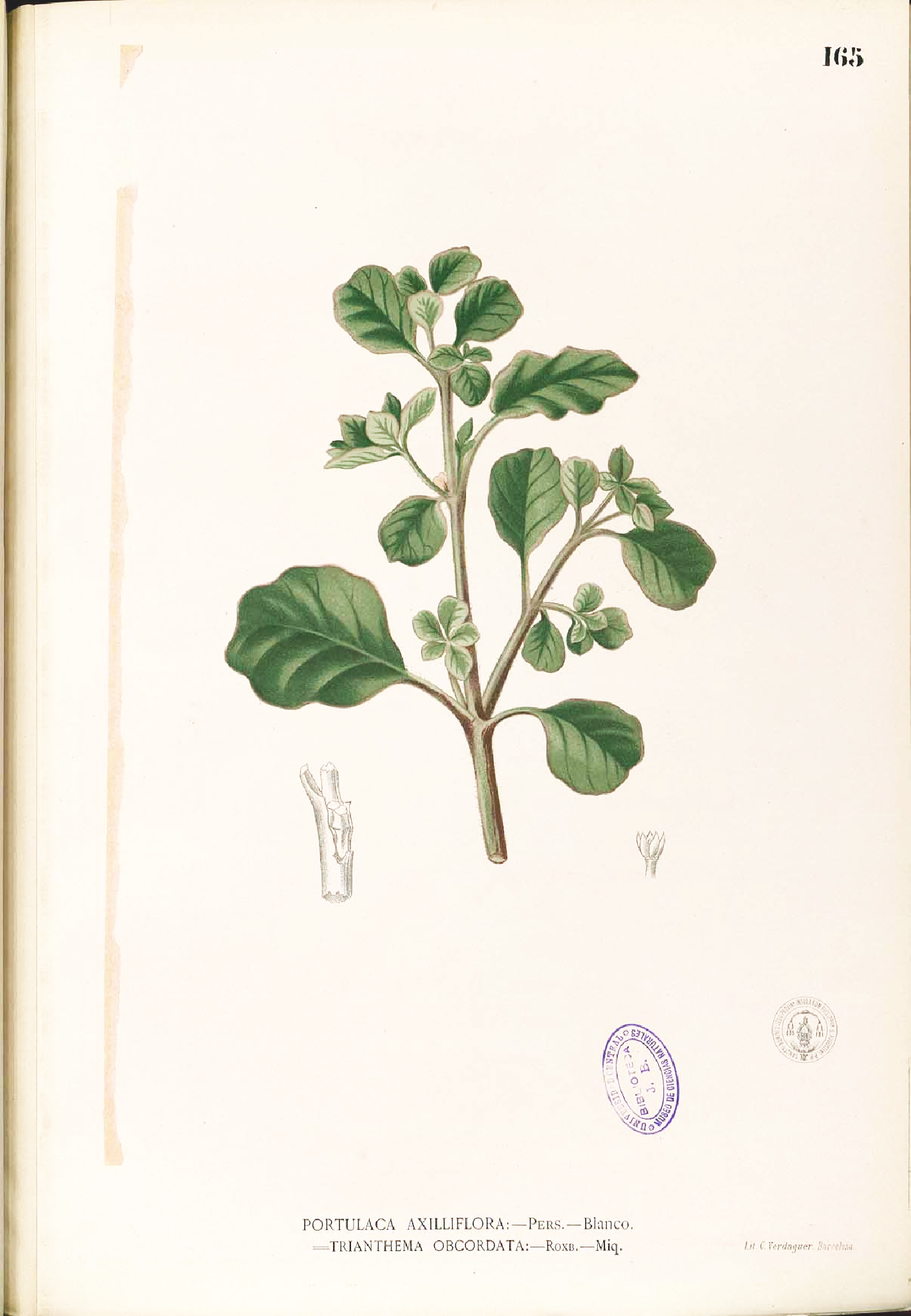 no full size  illustration available (3a)