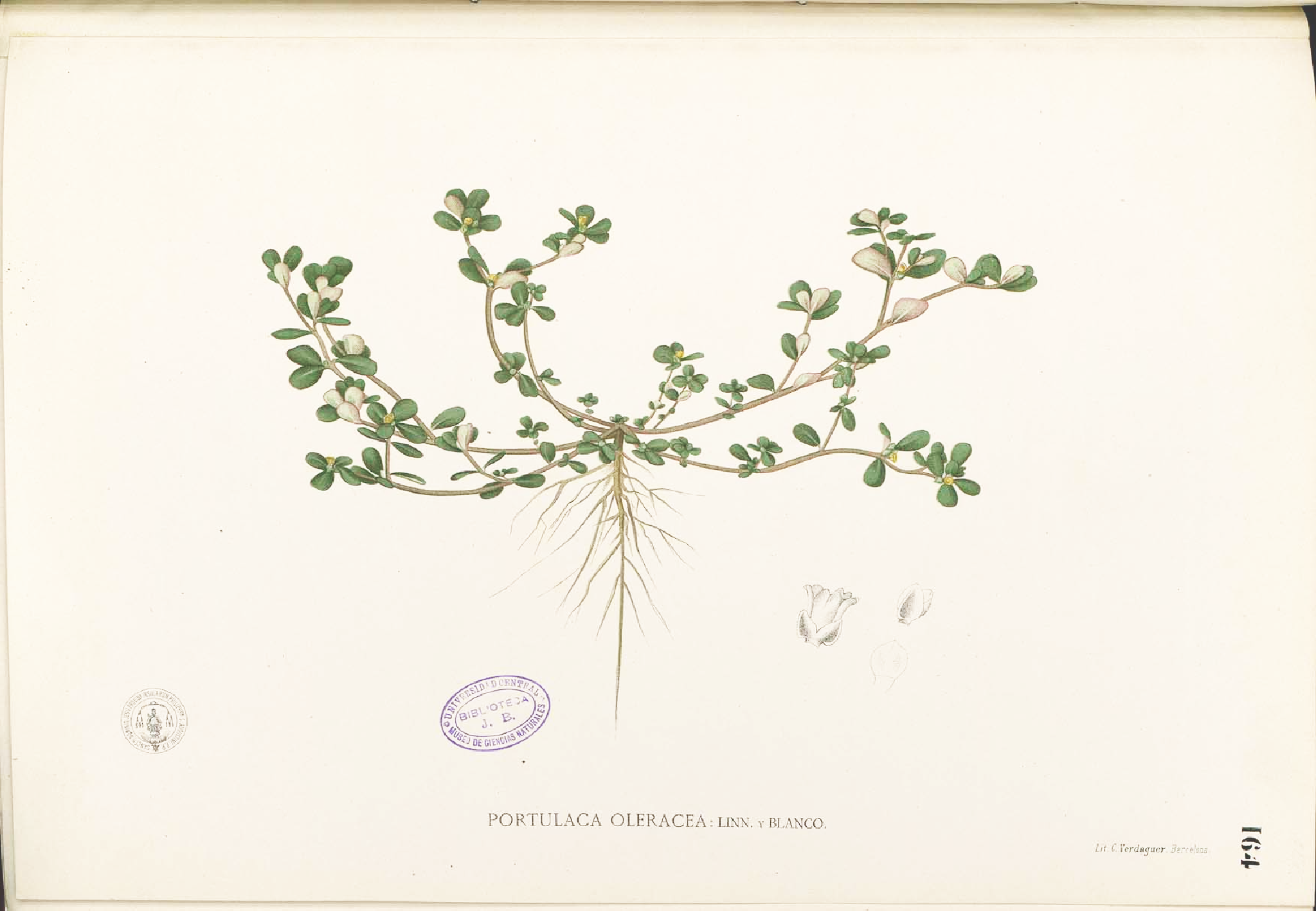 no full size  illustration available (3a)