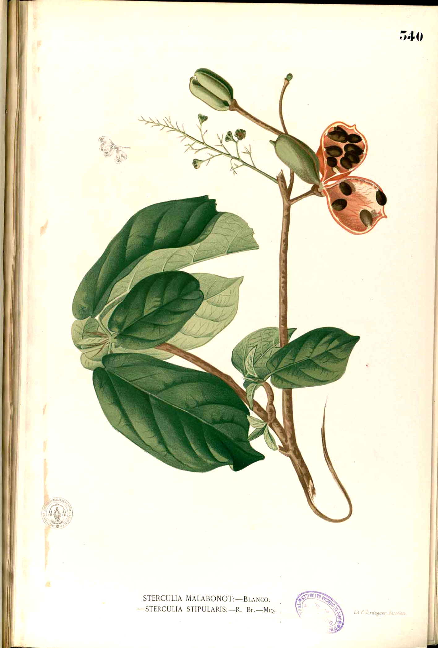 no full size  illustration available (3a)