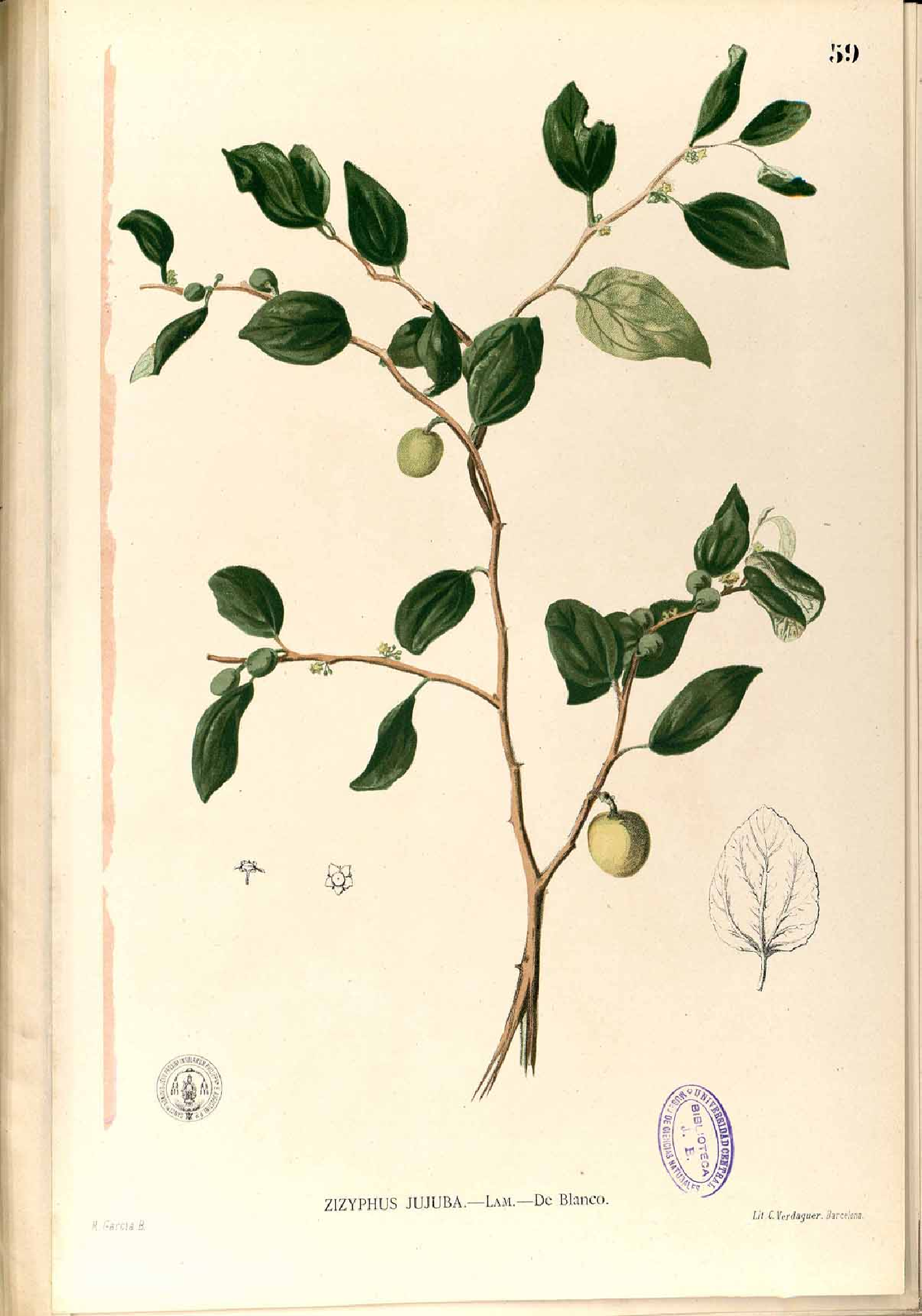 no full size  illustration available (3a)