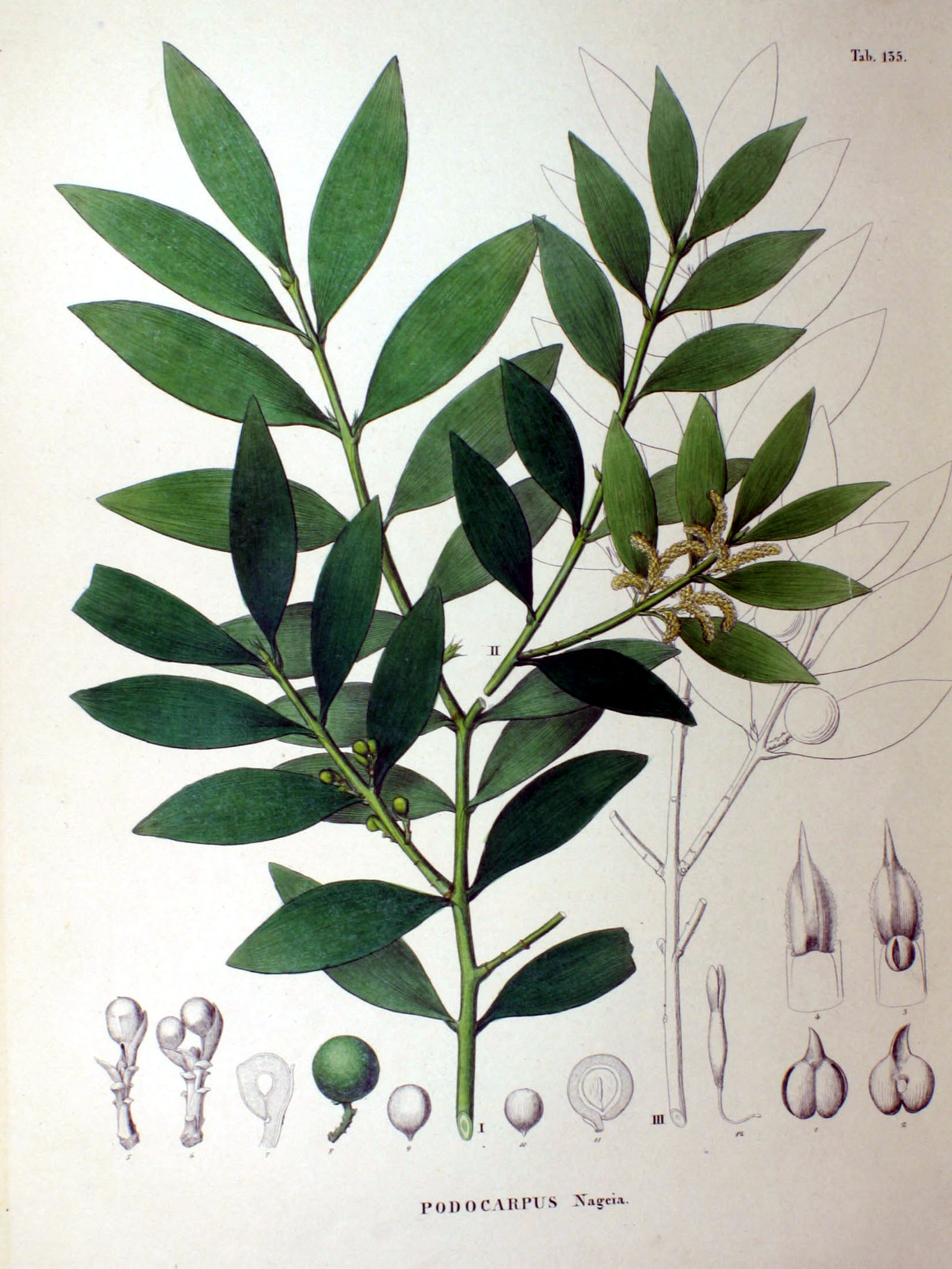 no full size  illustration available (3a)