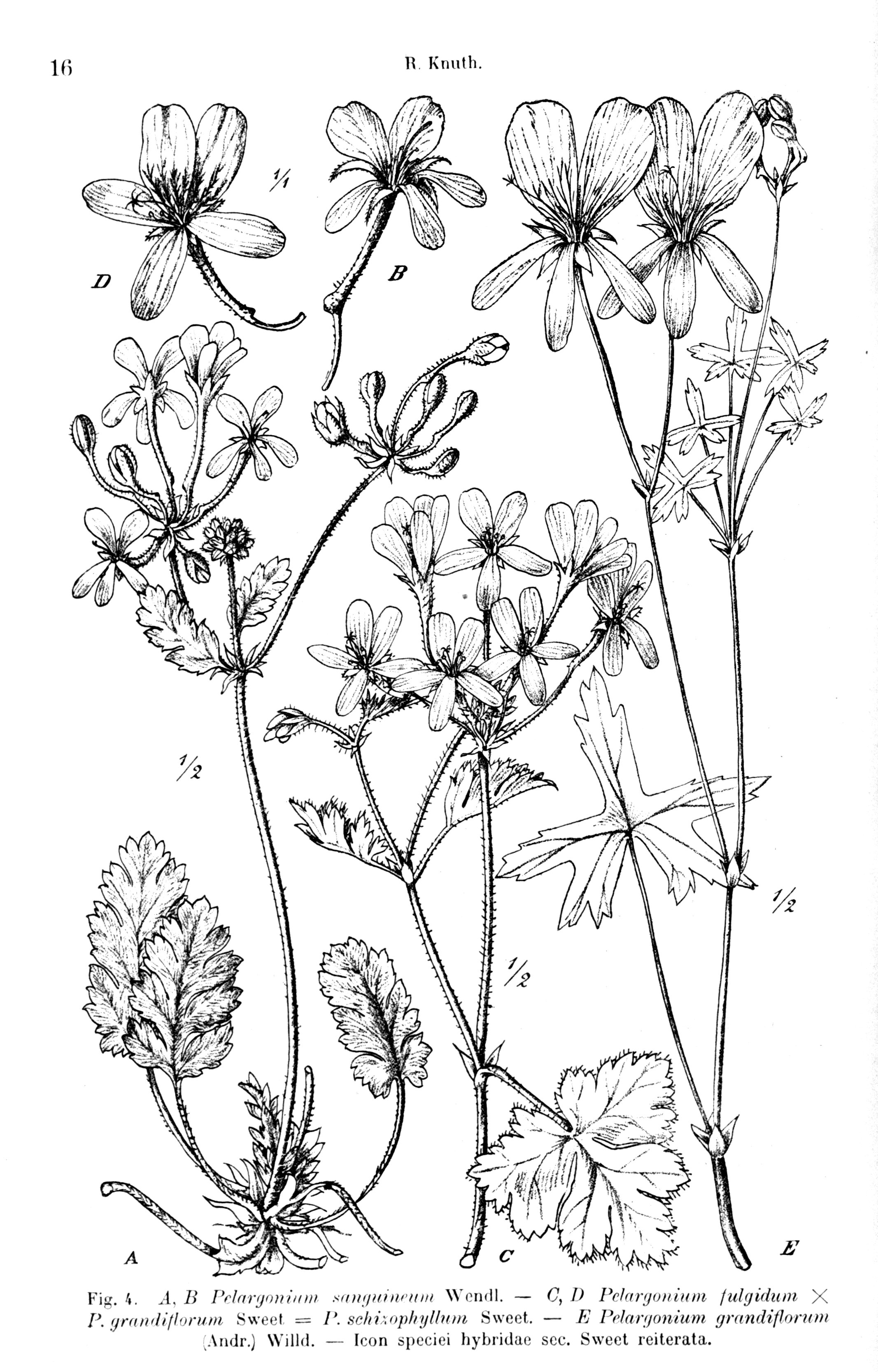 no full size  illustration available (3a)