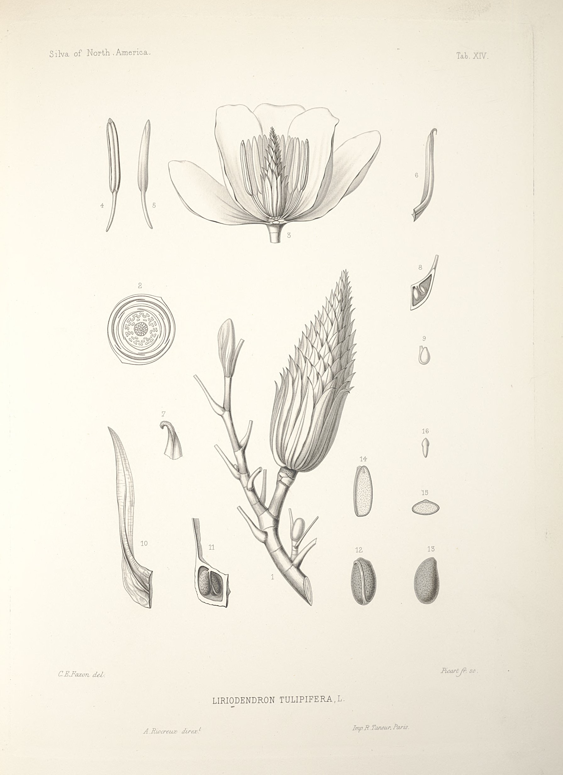 no full size  illustration available (3a)