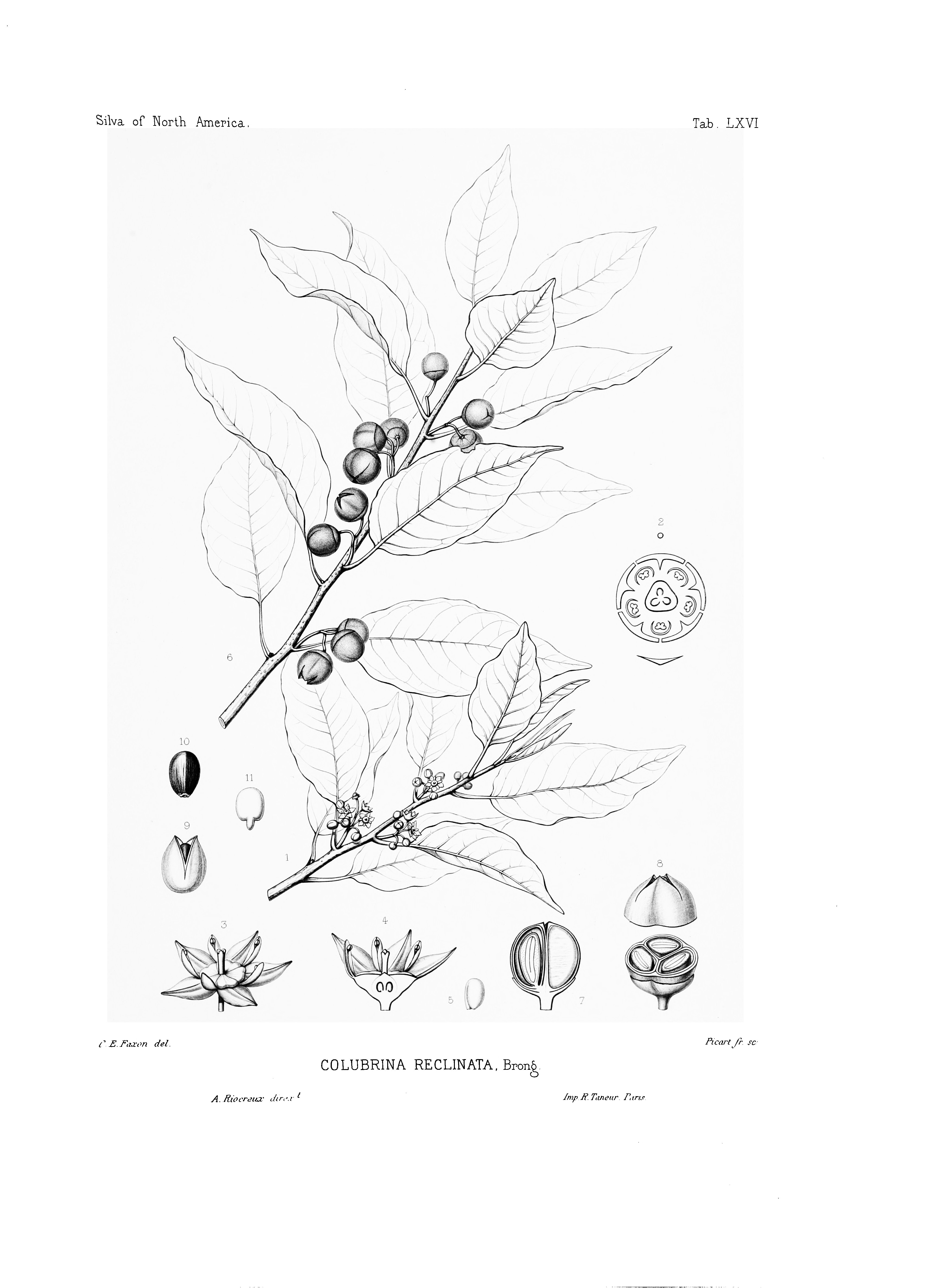 no full size  illustration available (3a)