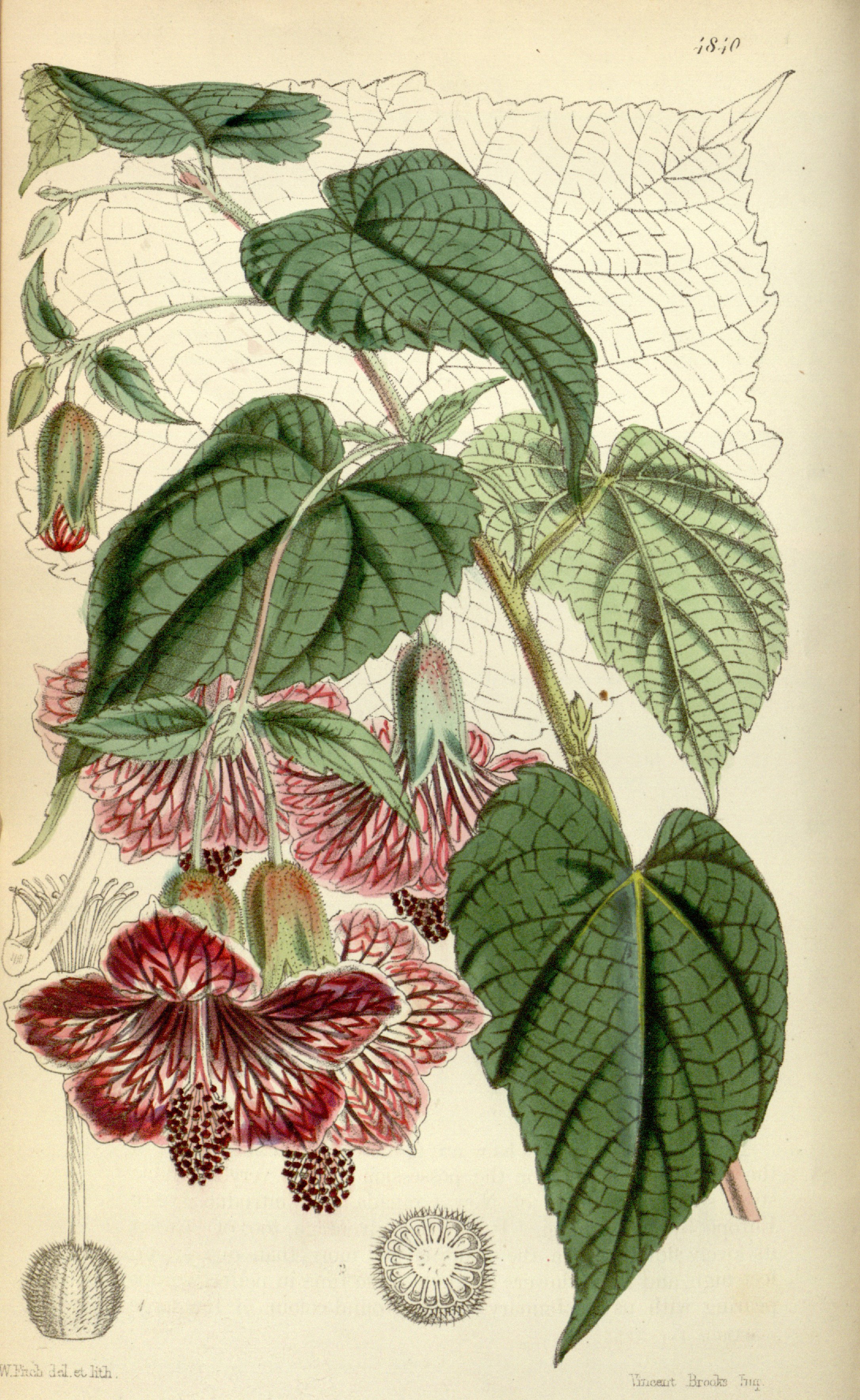 no full size  illustration available (3a)