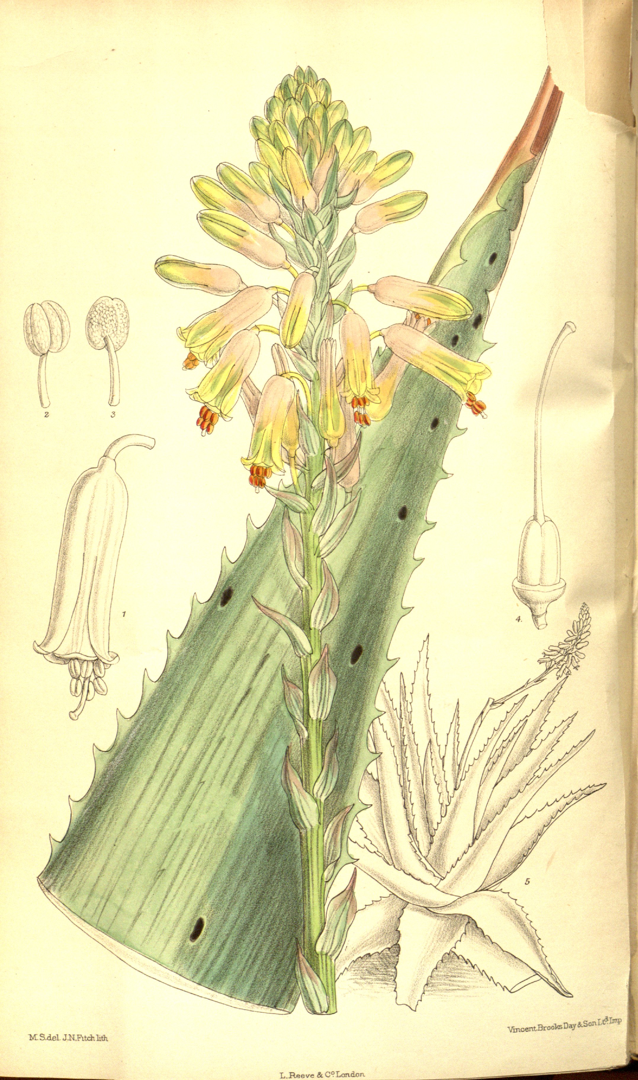 no full size  illustration available (3a)