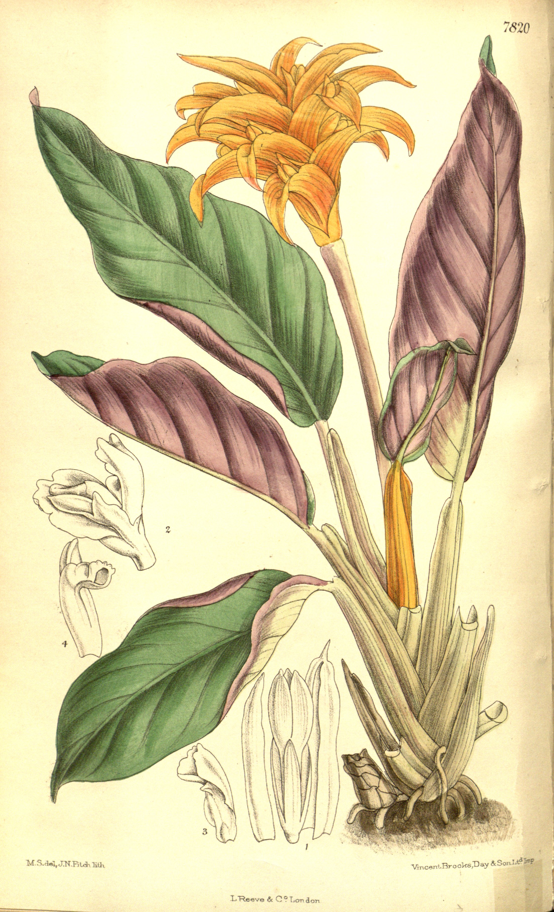 no full size  illustration available (3a)