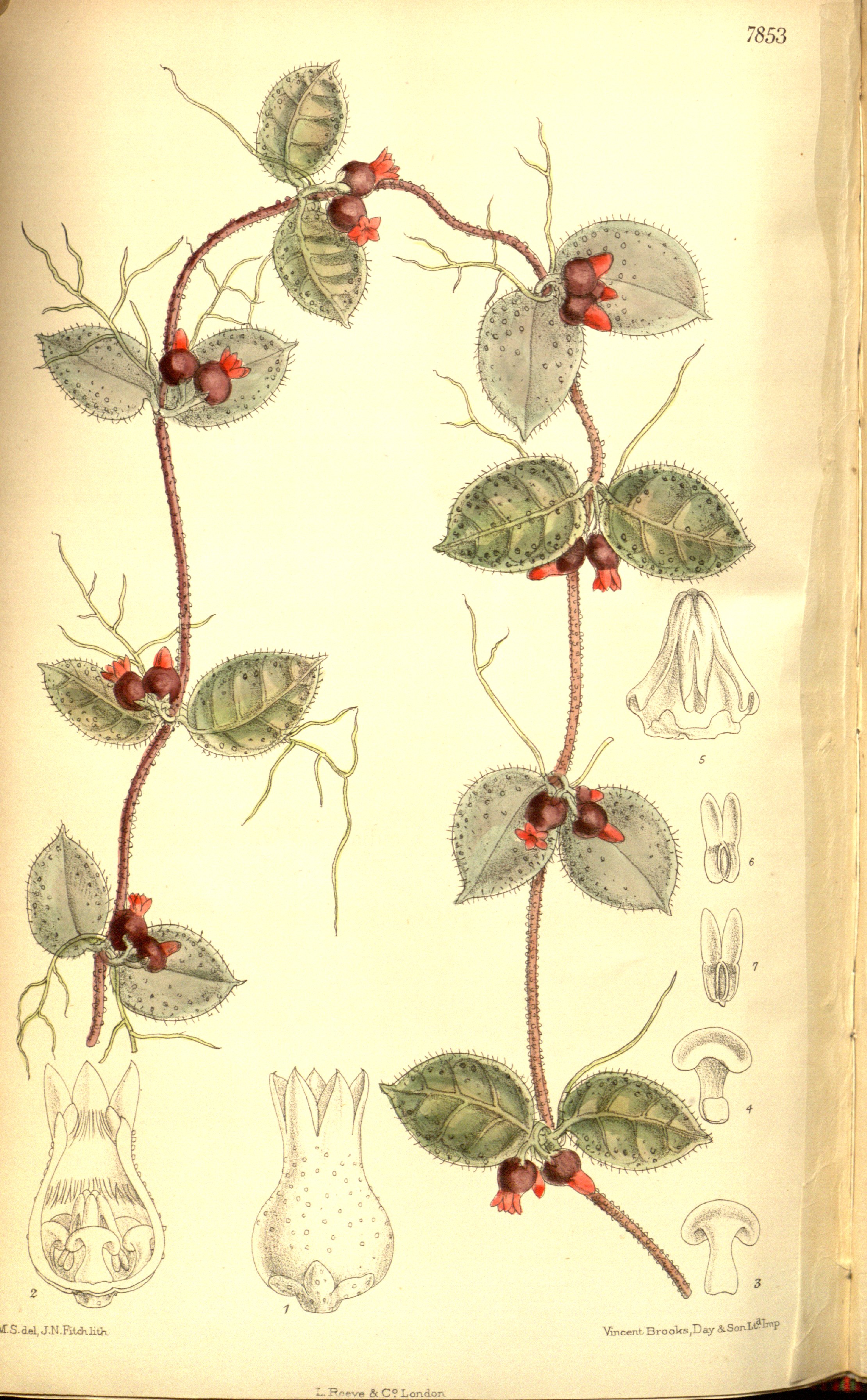 no full size  illustration available (3a)