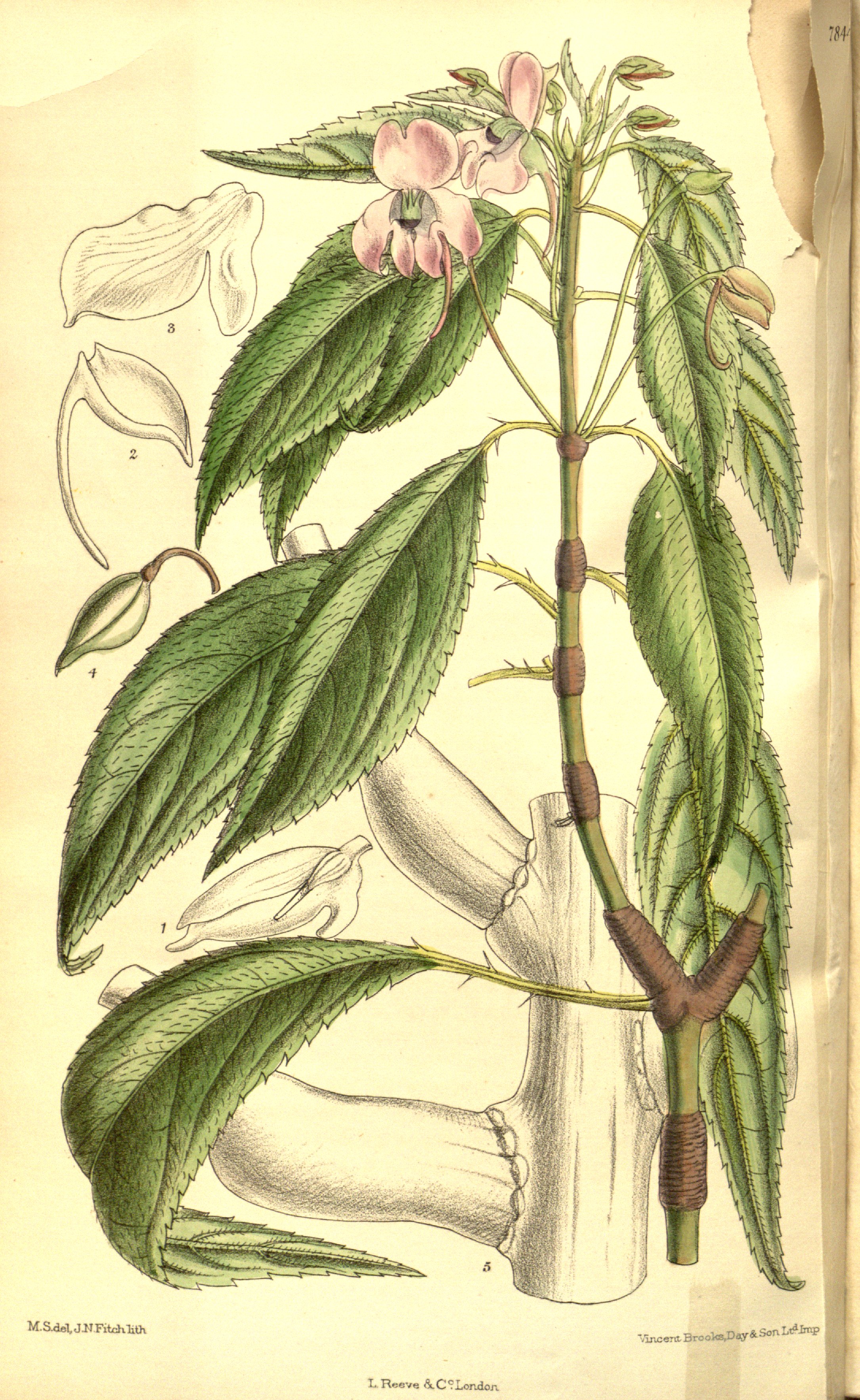 no full size  illustration available (3a)