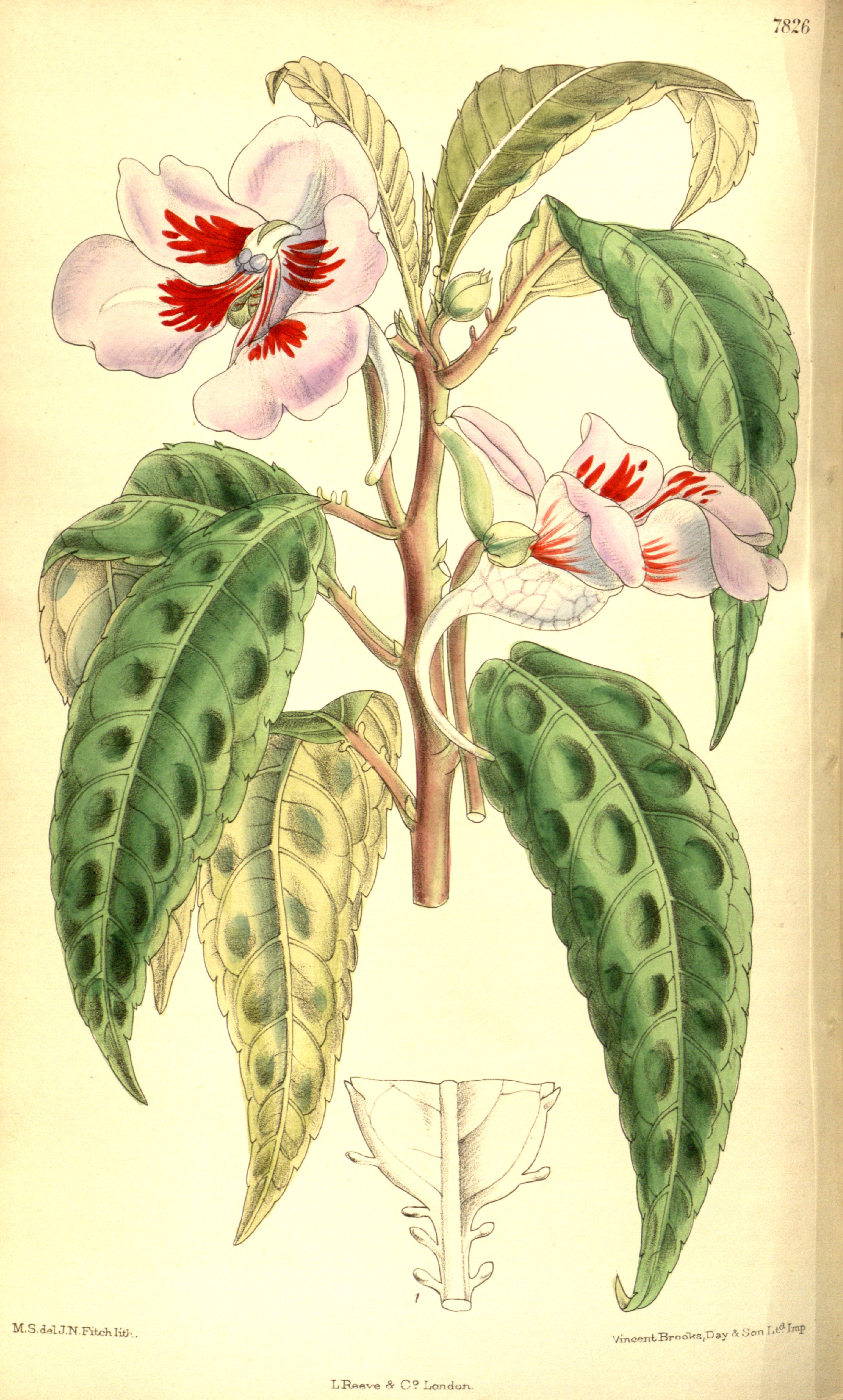 no full size  illustration available (3a)