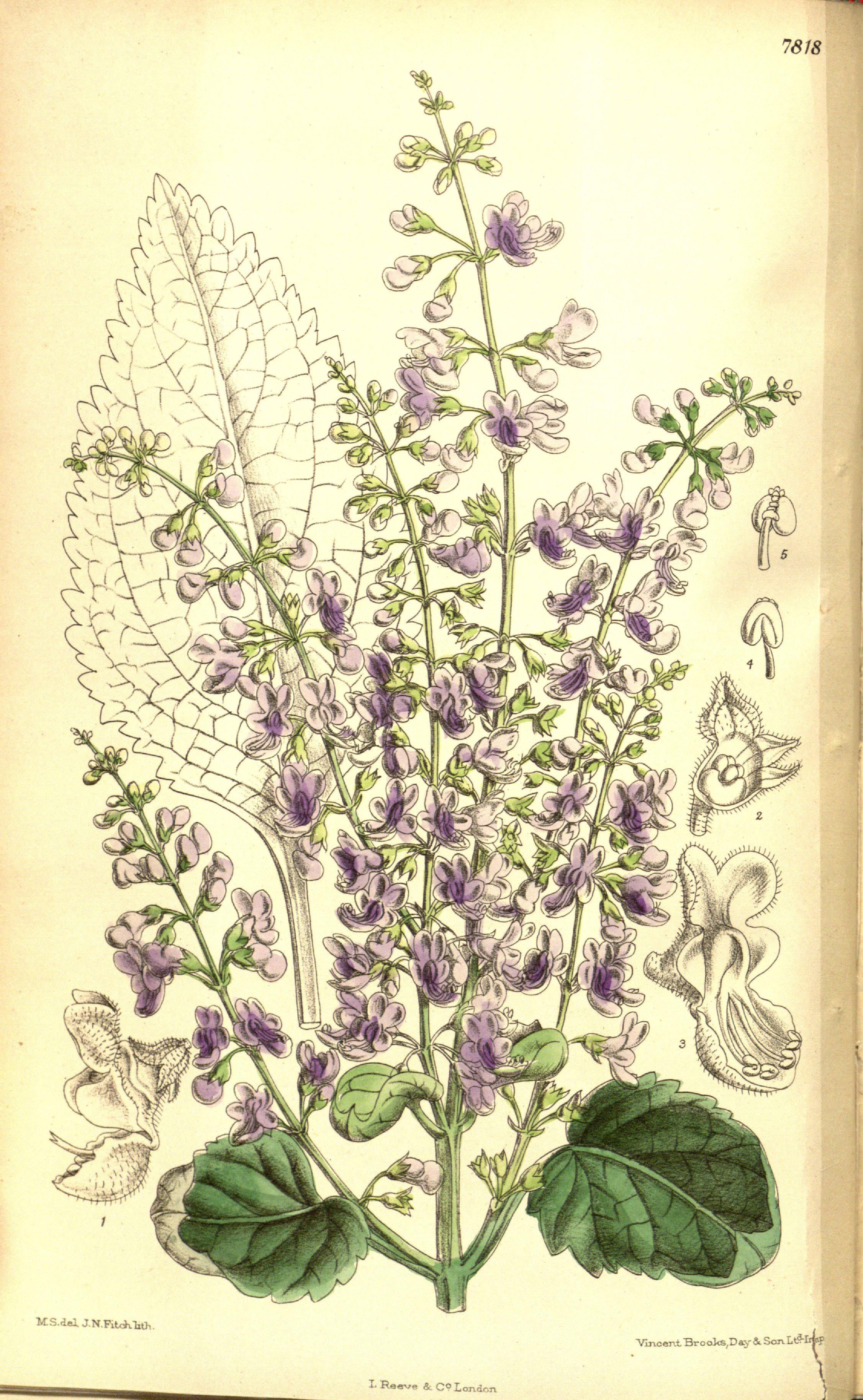 no full size  illustration available (3a)