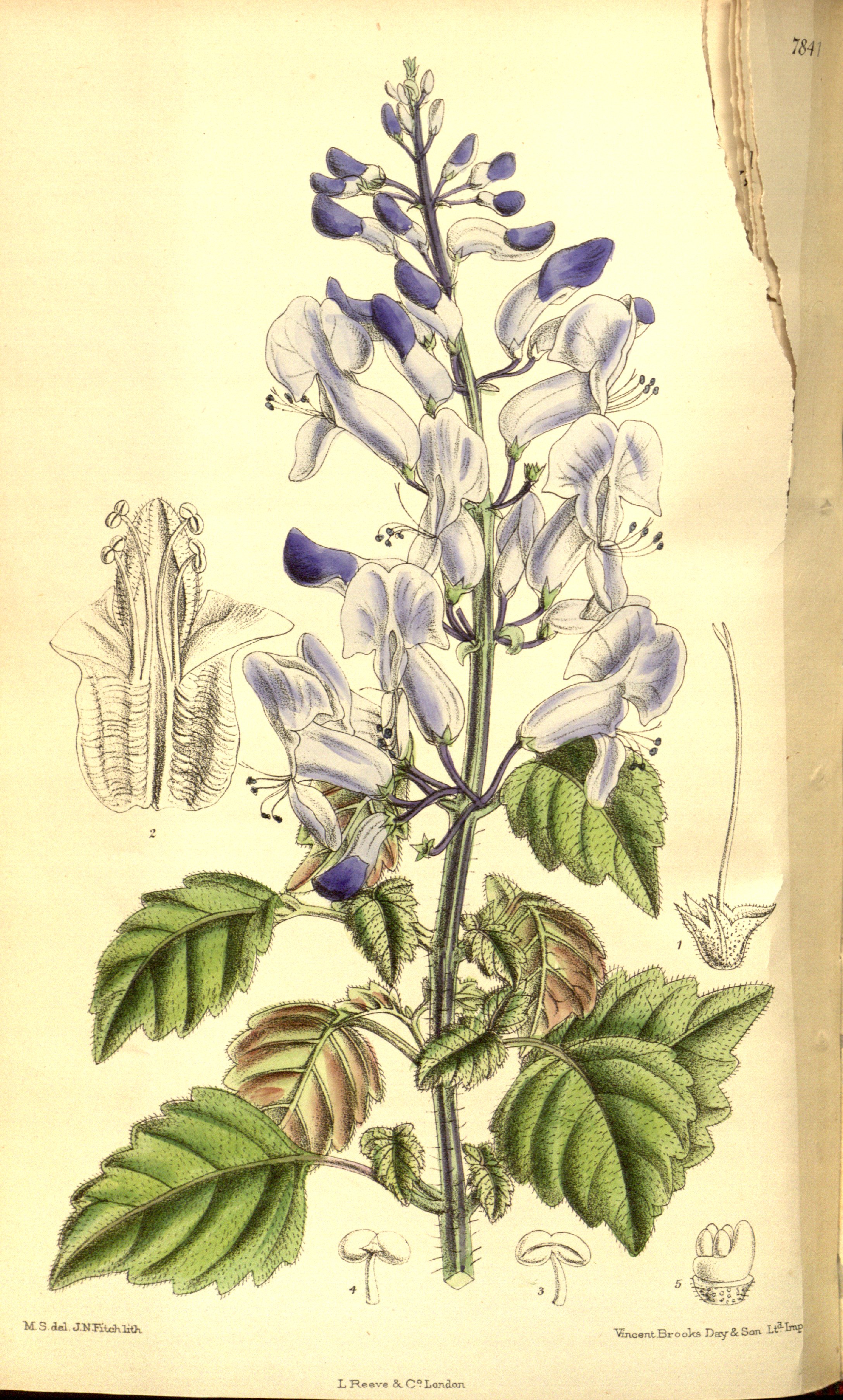 no full size  illustration available (3a)