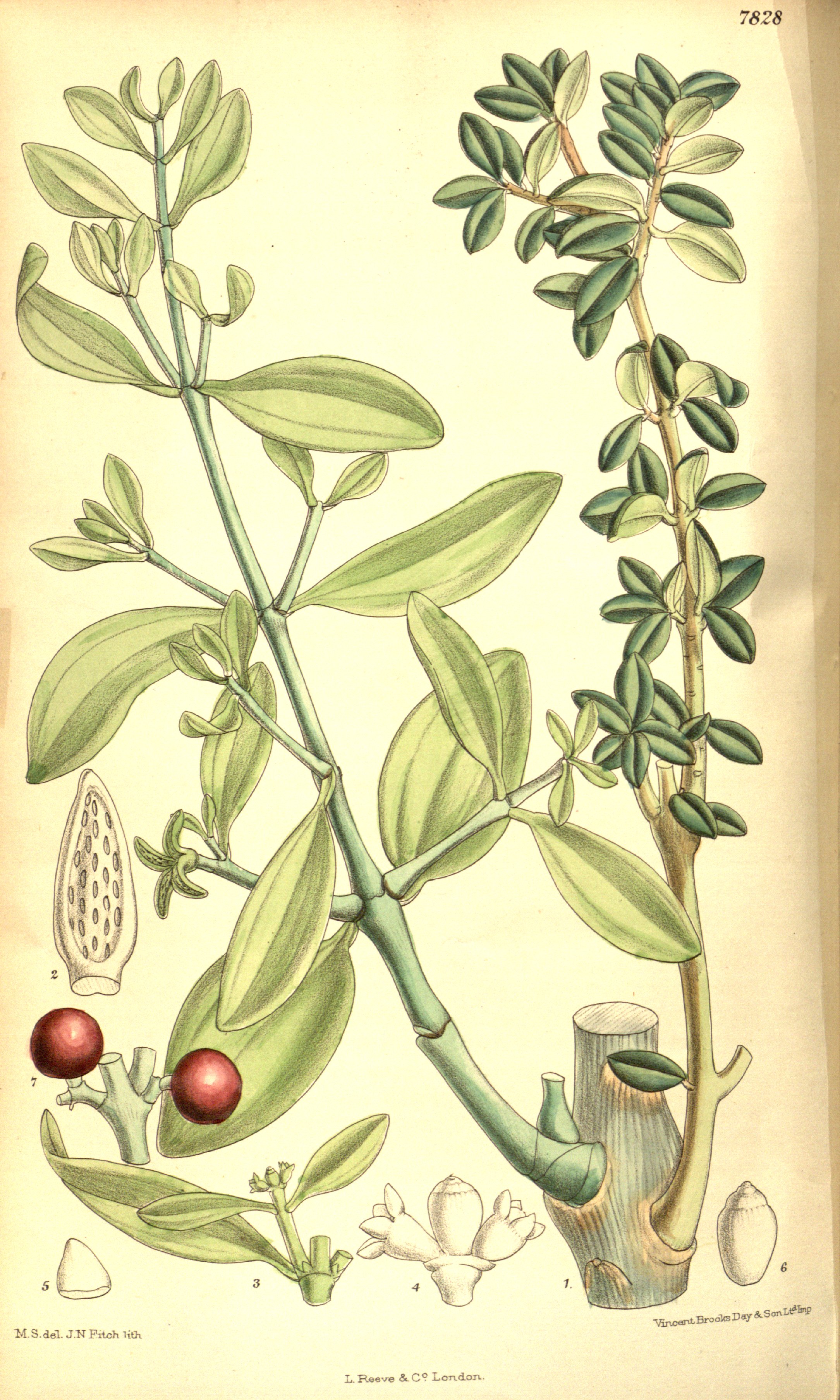 no full size  illustration available (3a)