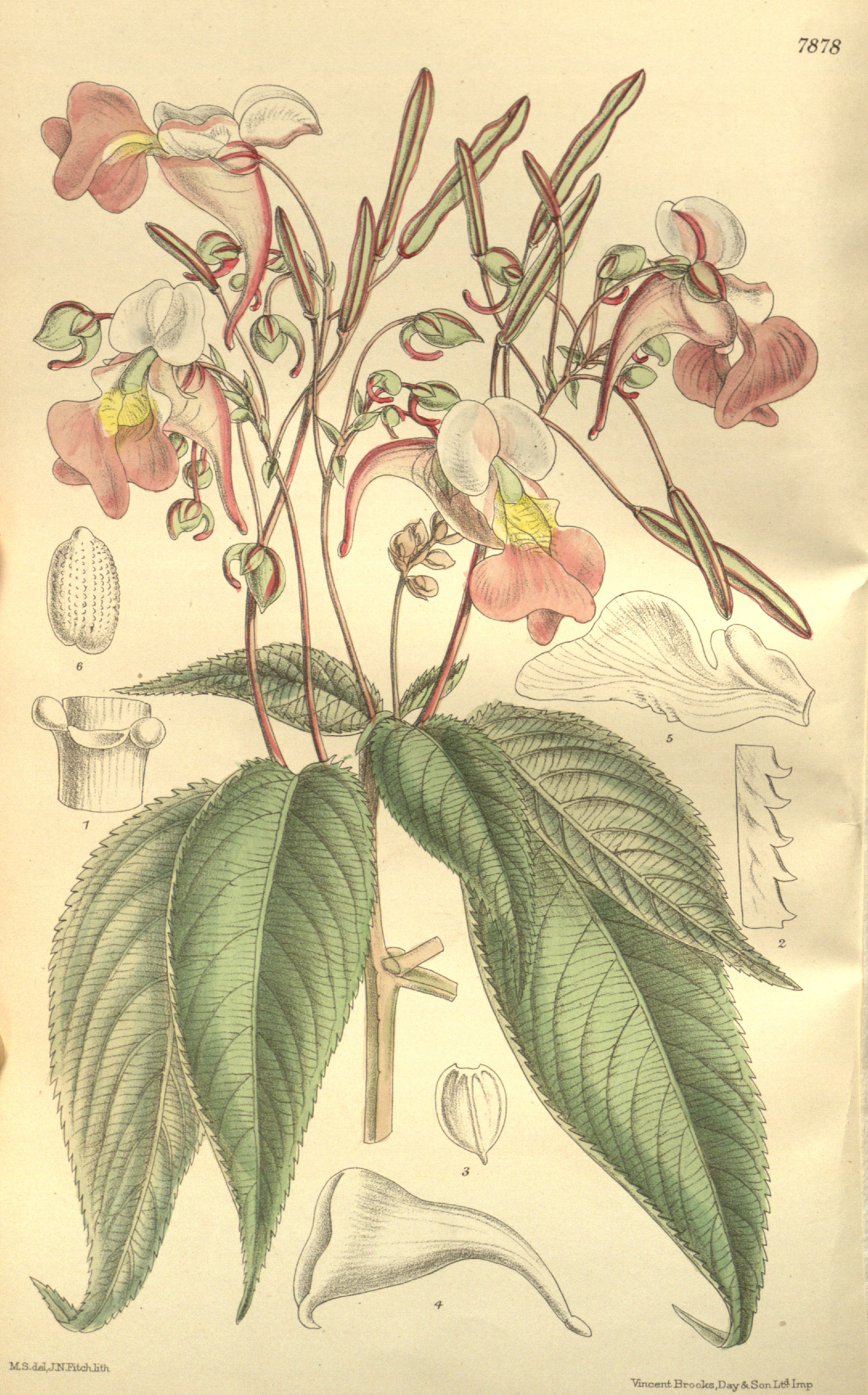 no full size  illustration available (3a)