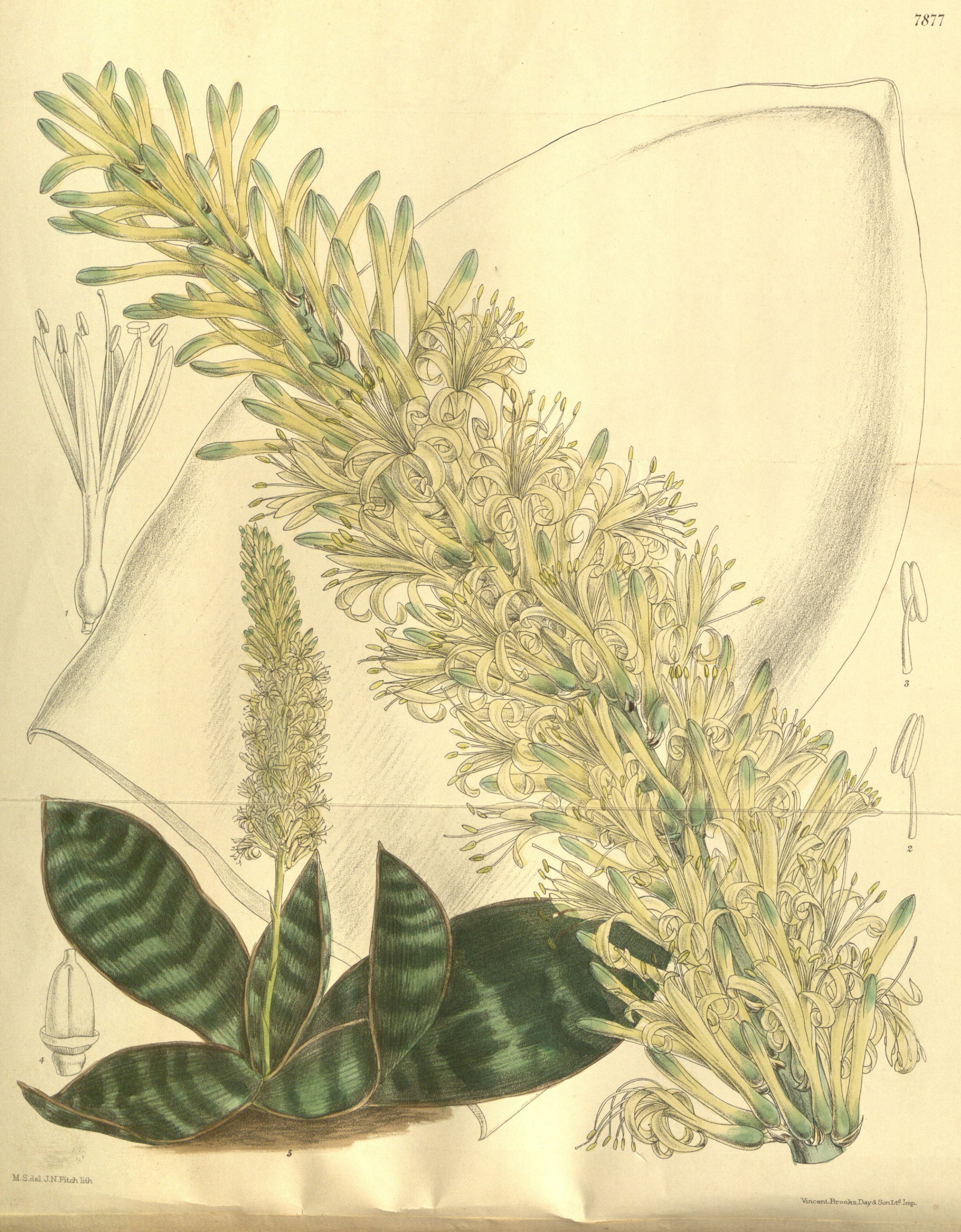 no full size  illustration available (3a)