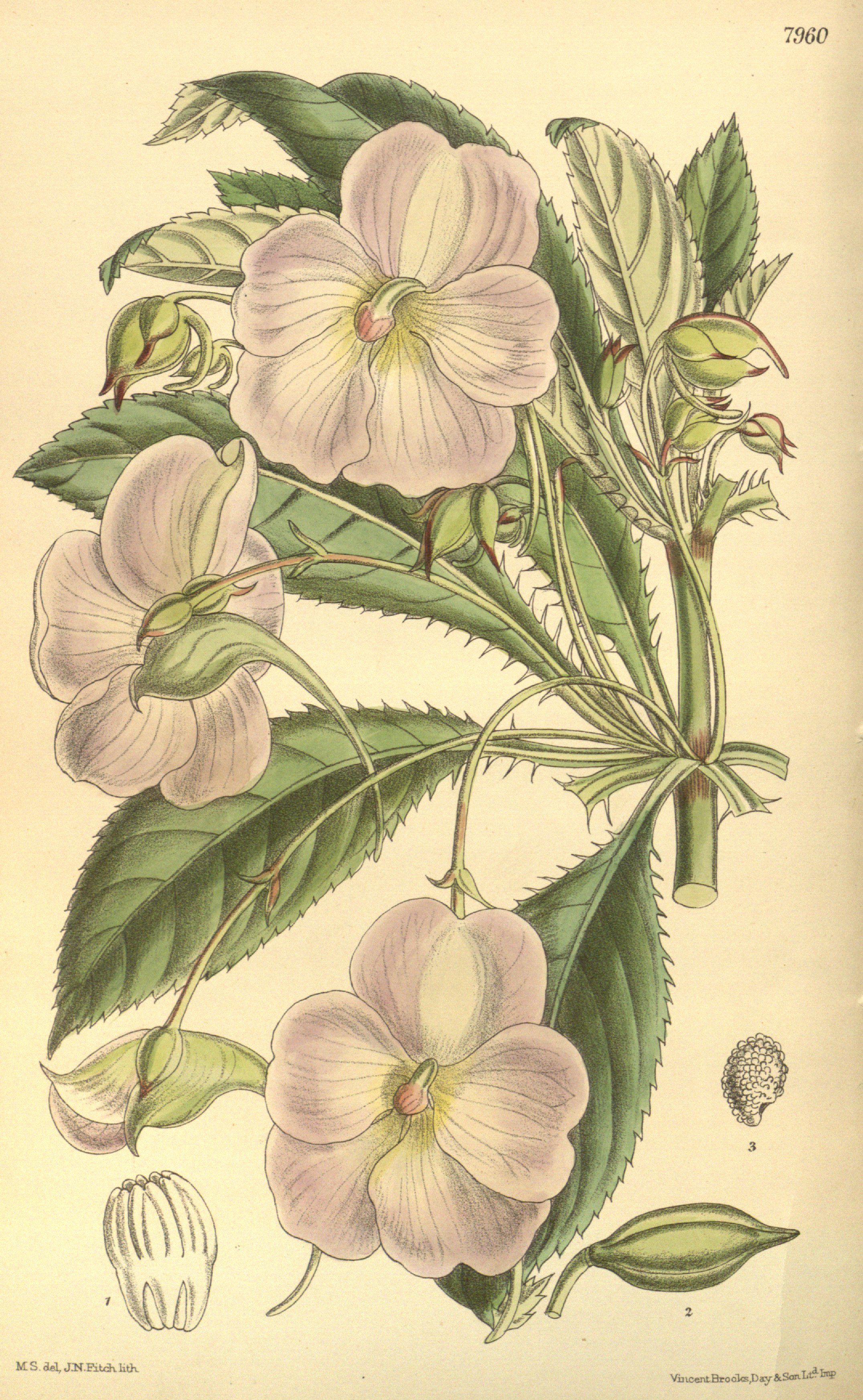 no full size  illustration available (3a)