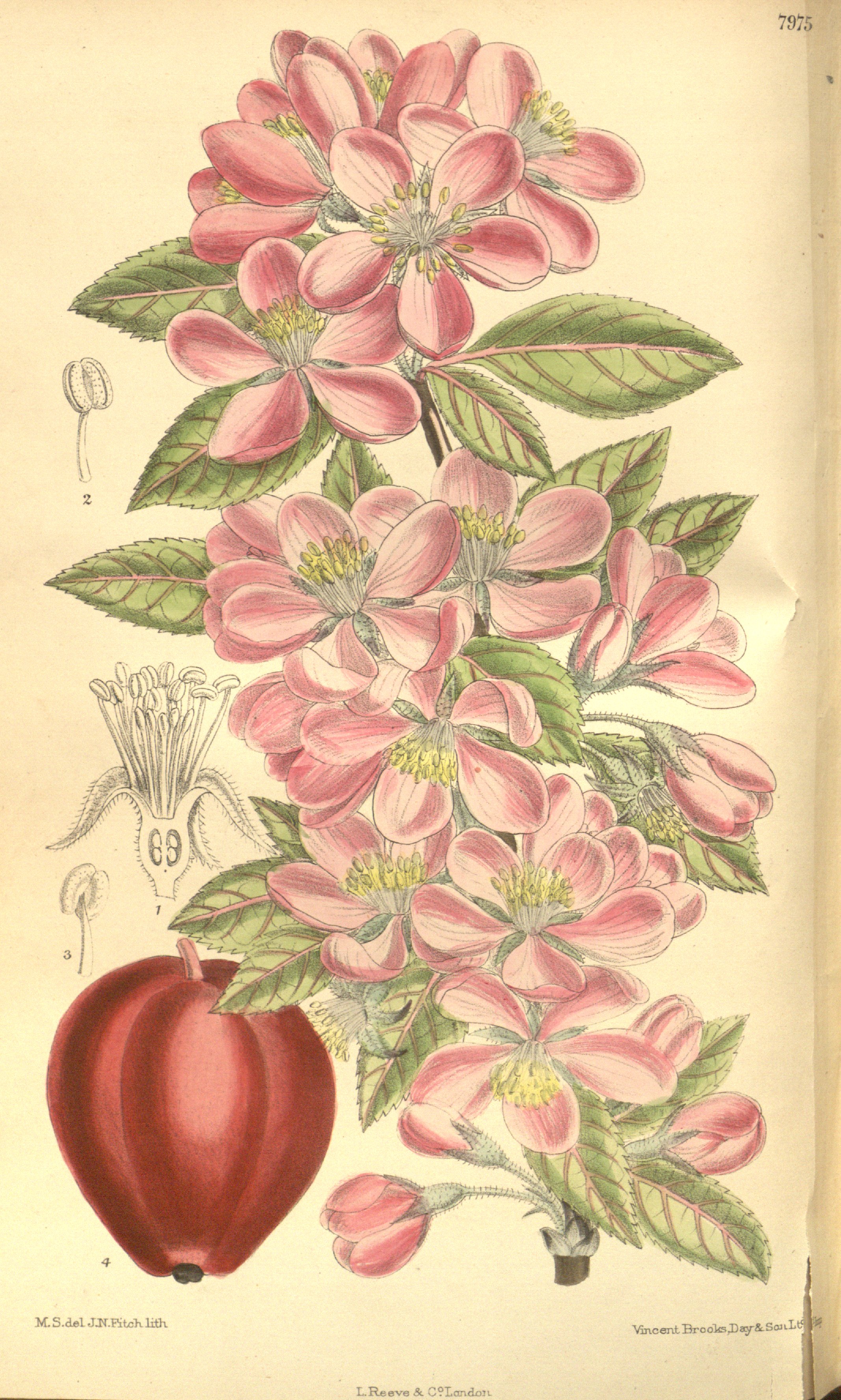 no full size  illustration available (3a)