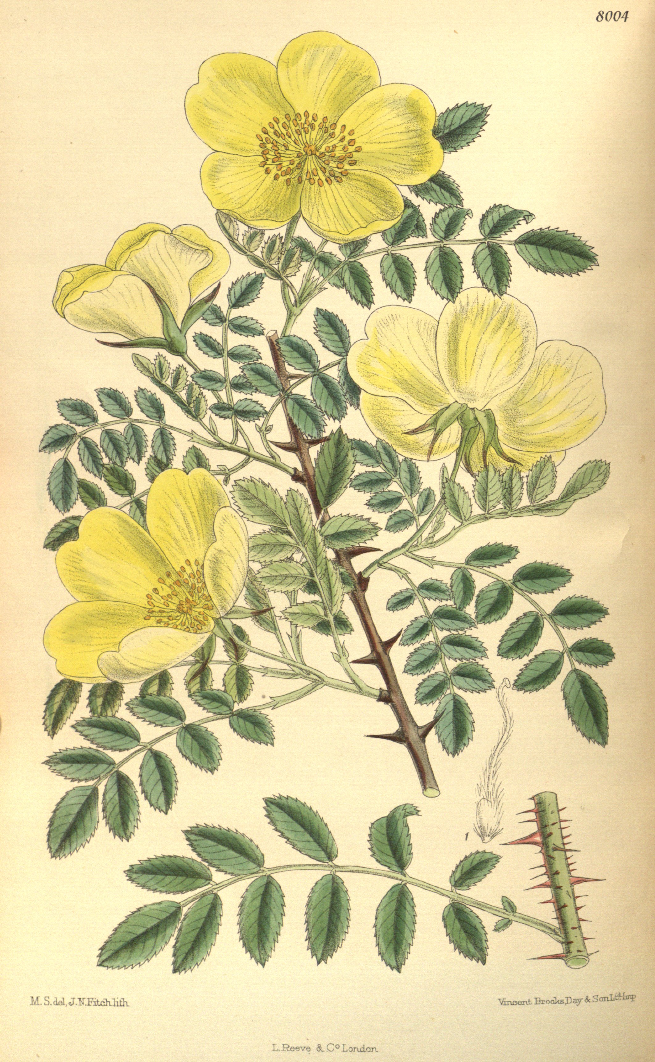 no full size  illustration available (3a)