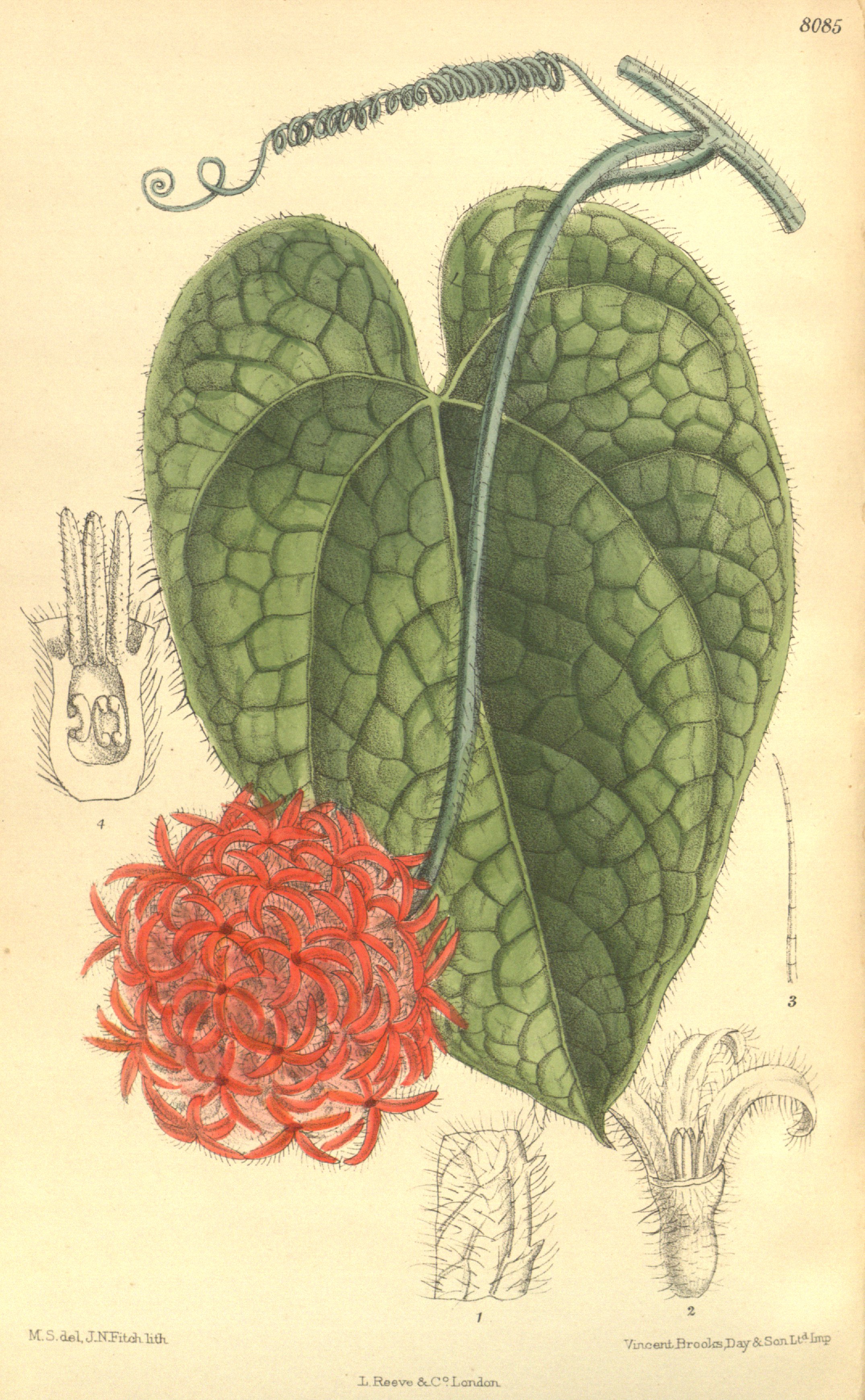 no full size  illustration available (3a)