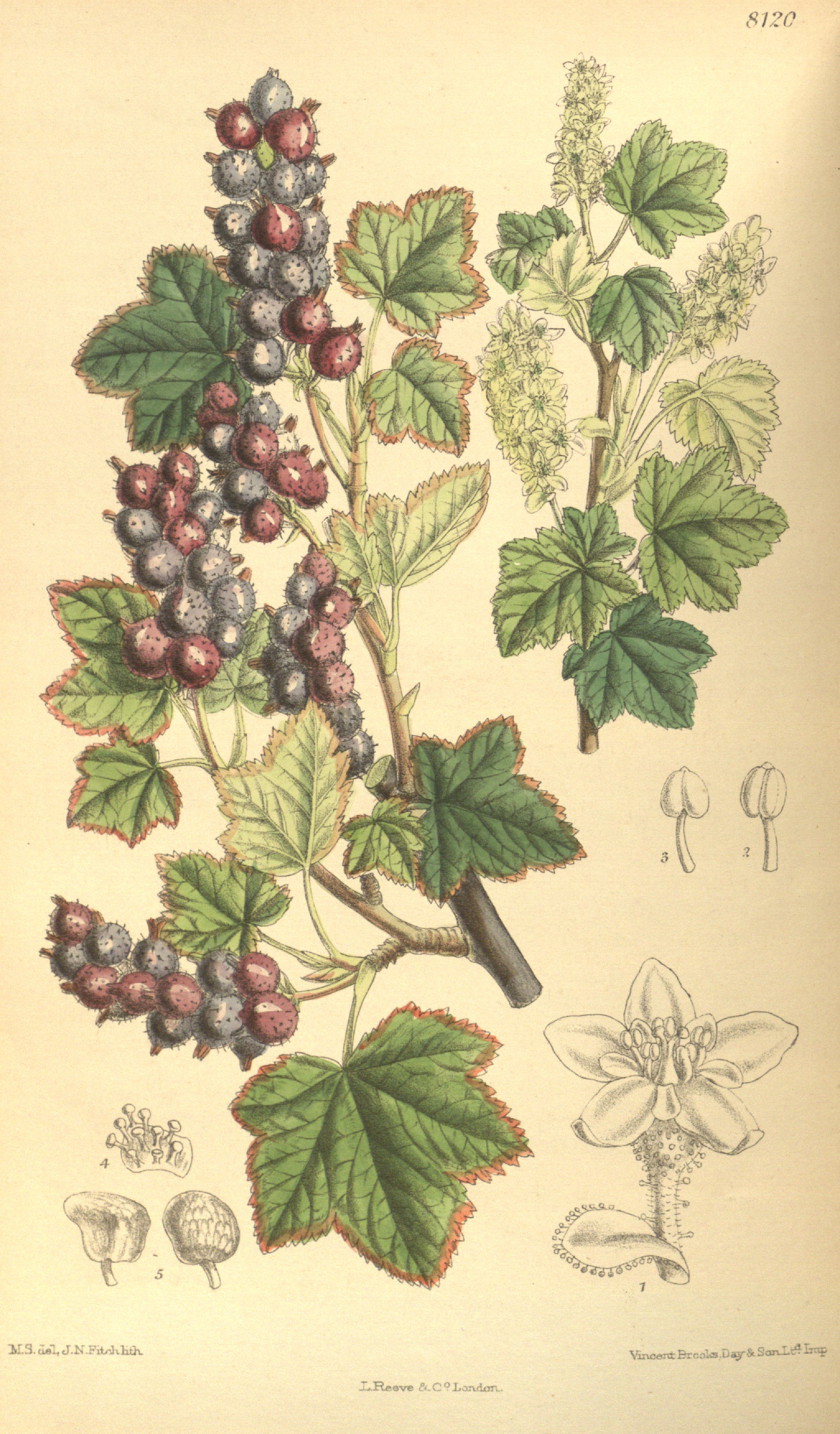 no full size  illustration available (3a)