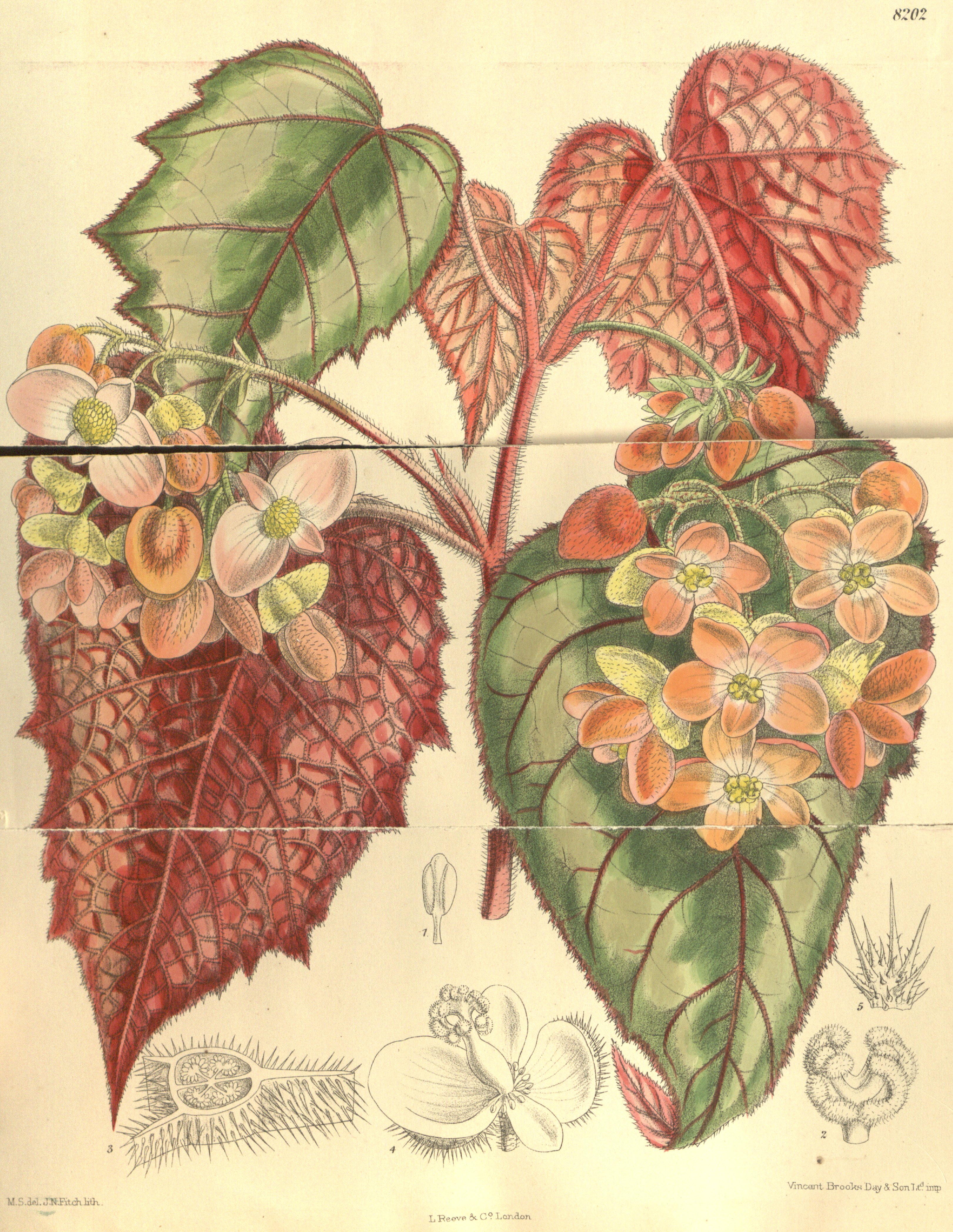 no full size  illustration available (3a)