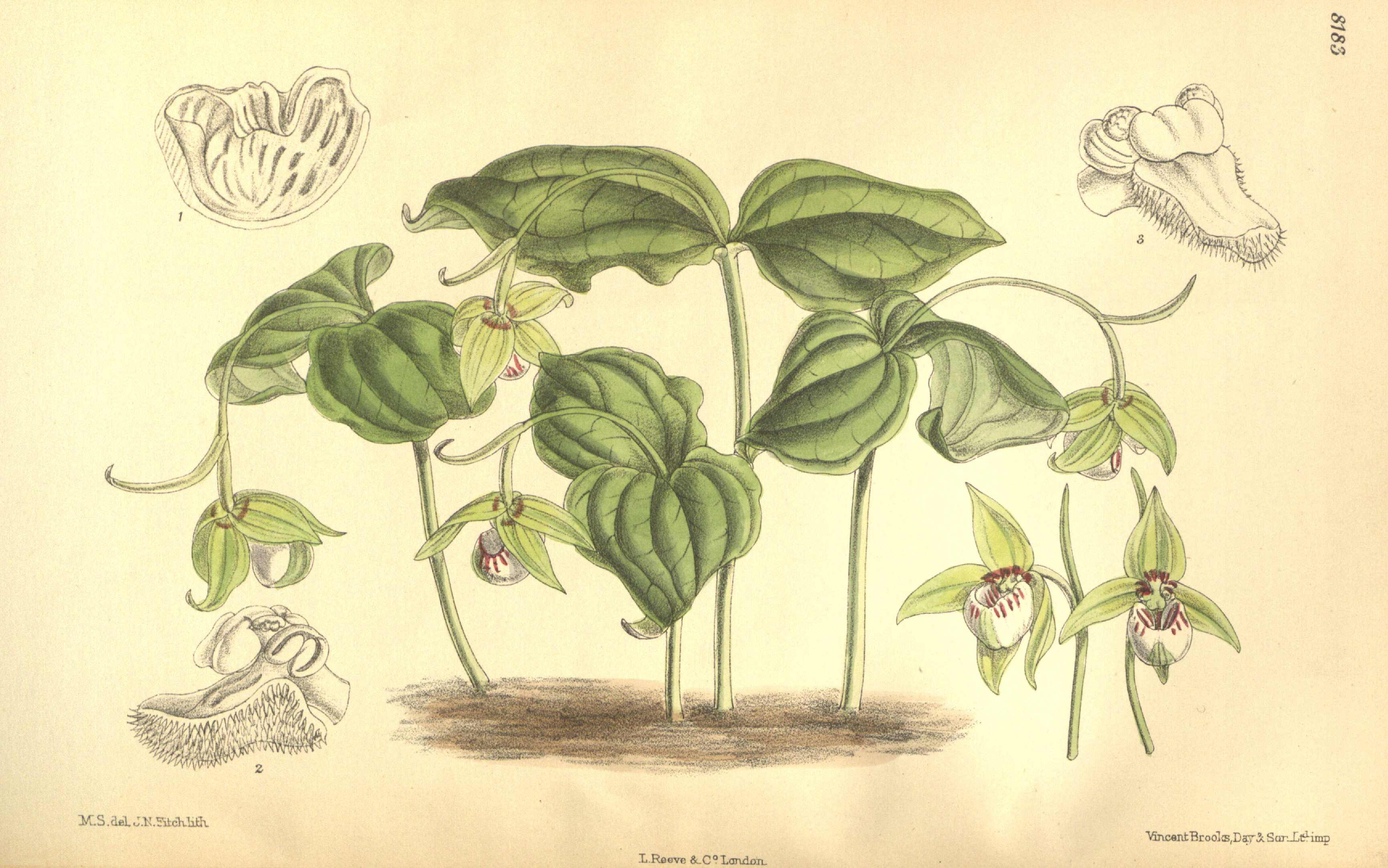 no full size  illustration available (3a)