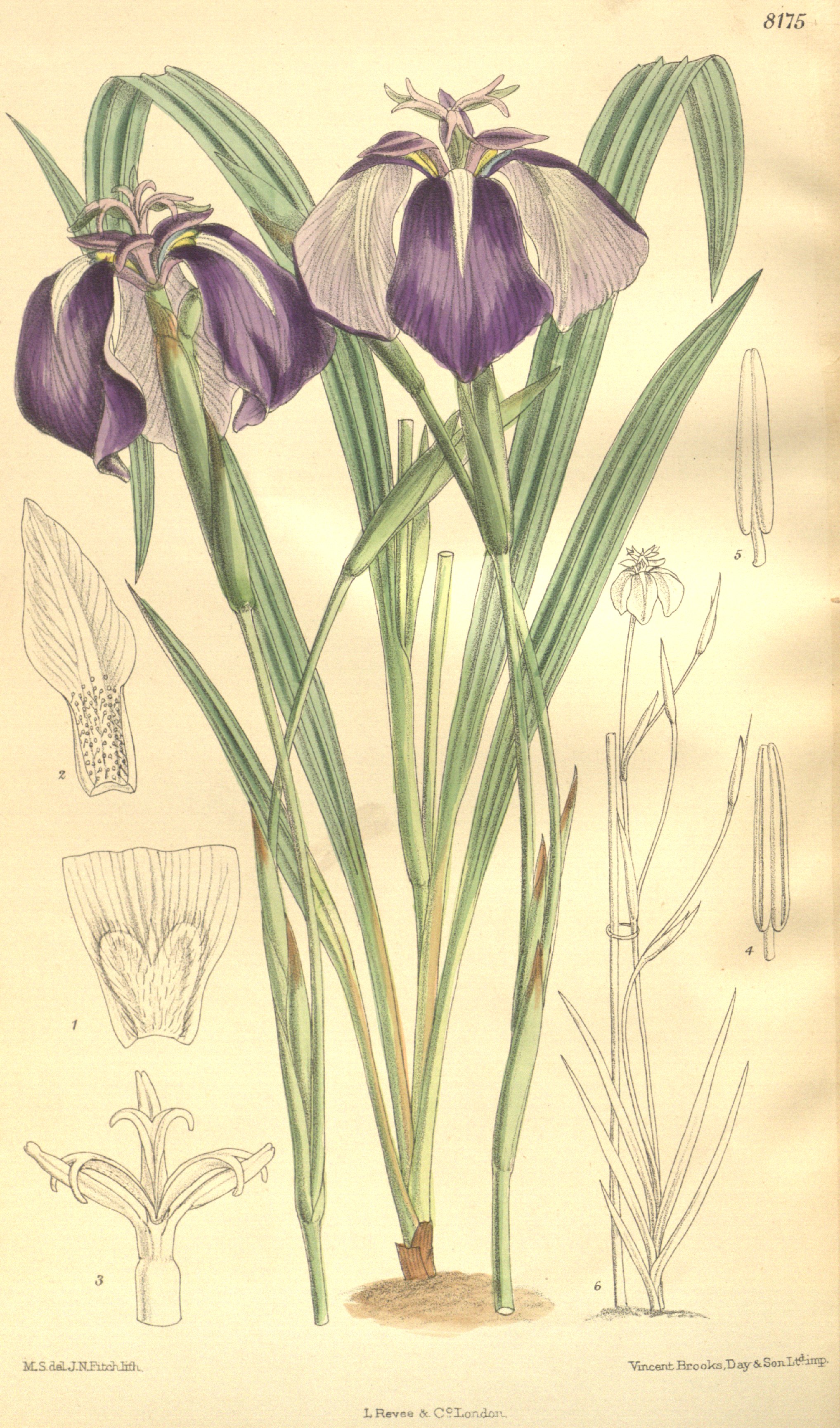 no full size  illustration available (3a)