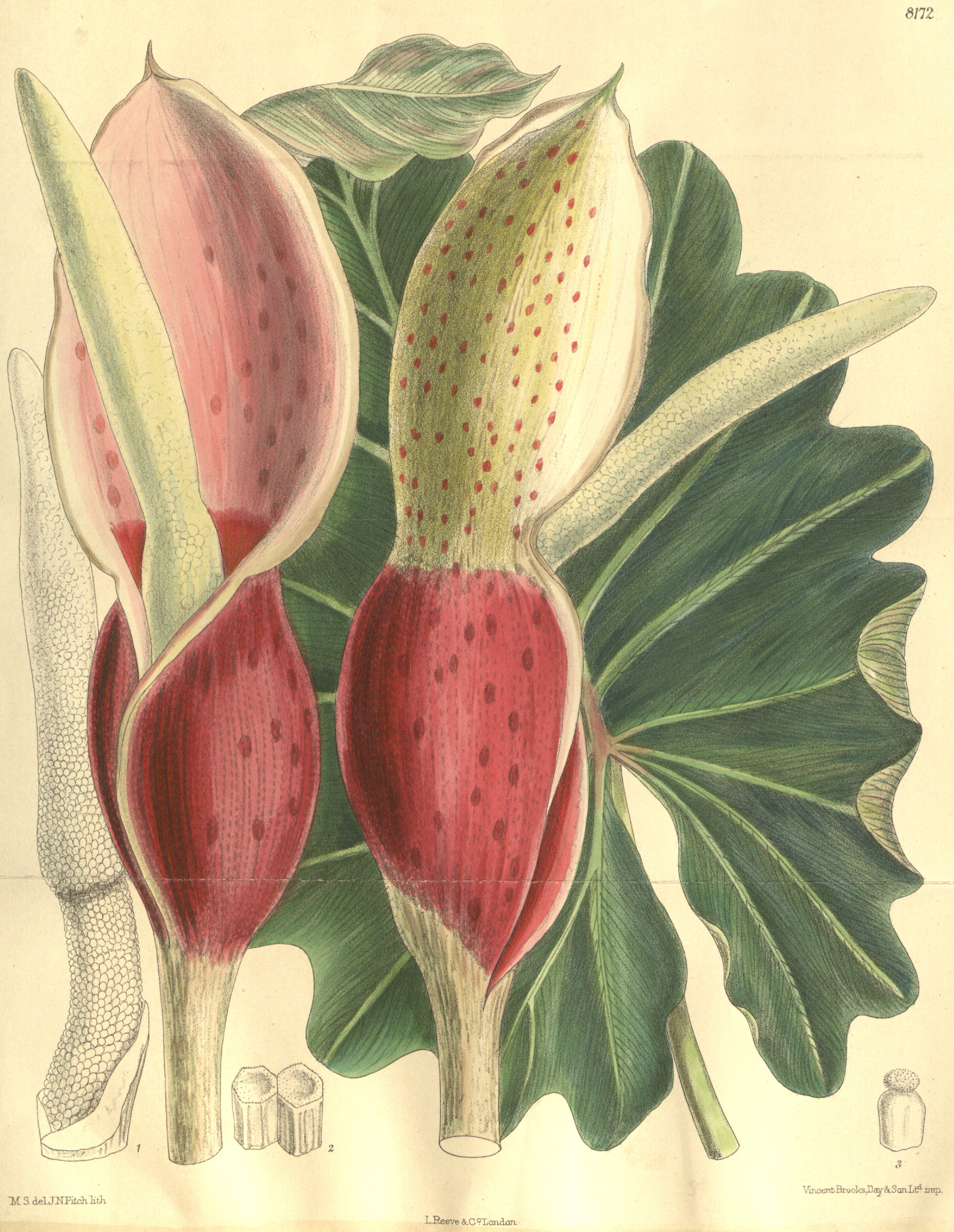 no full size  illustration available (3a)