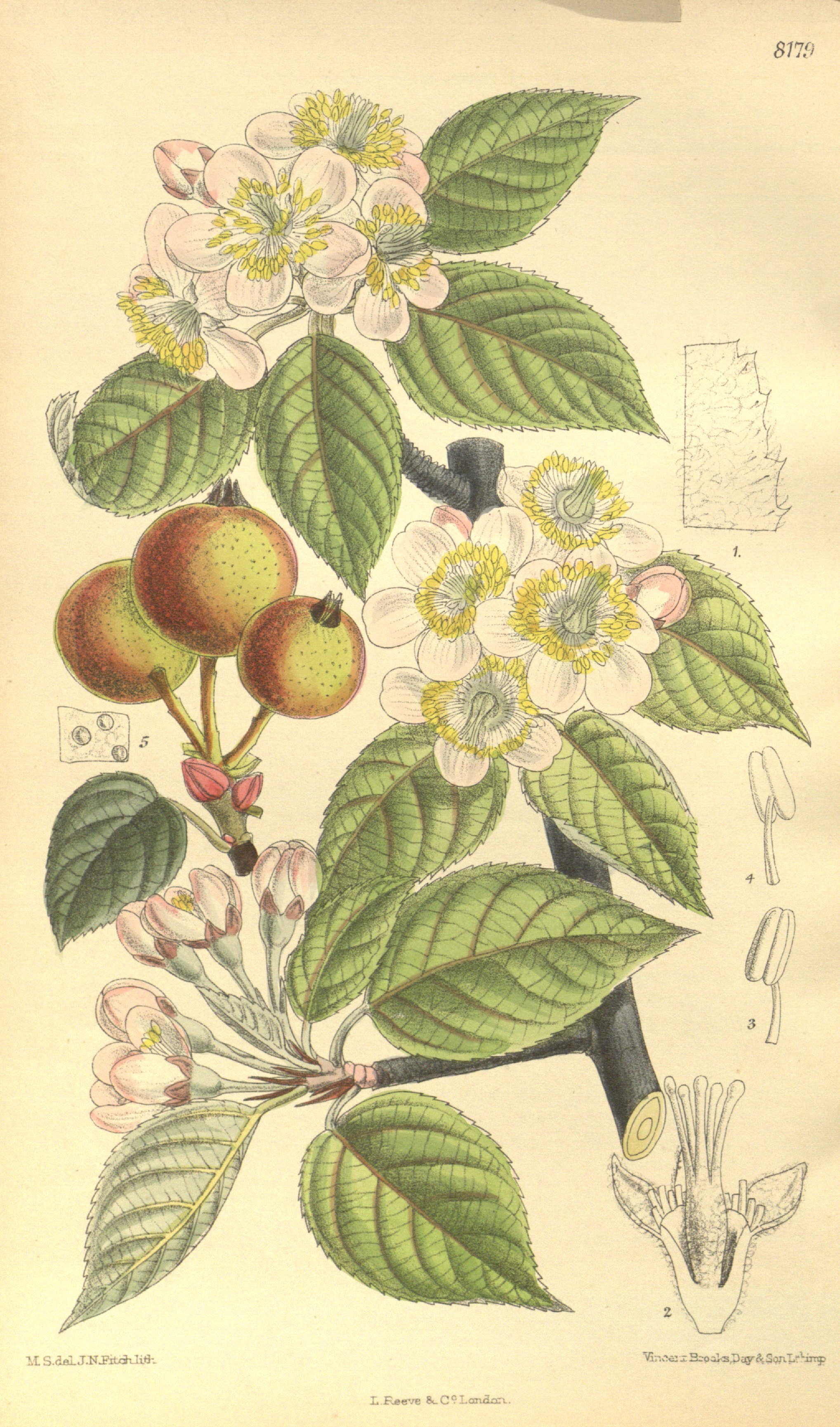 no full size  illustration available (3a)