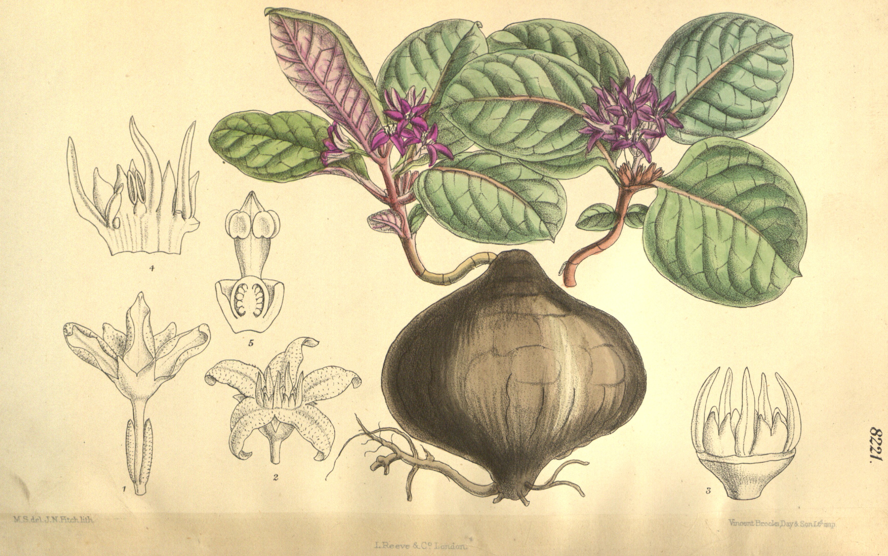 no full size  illustration available (3a)