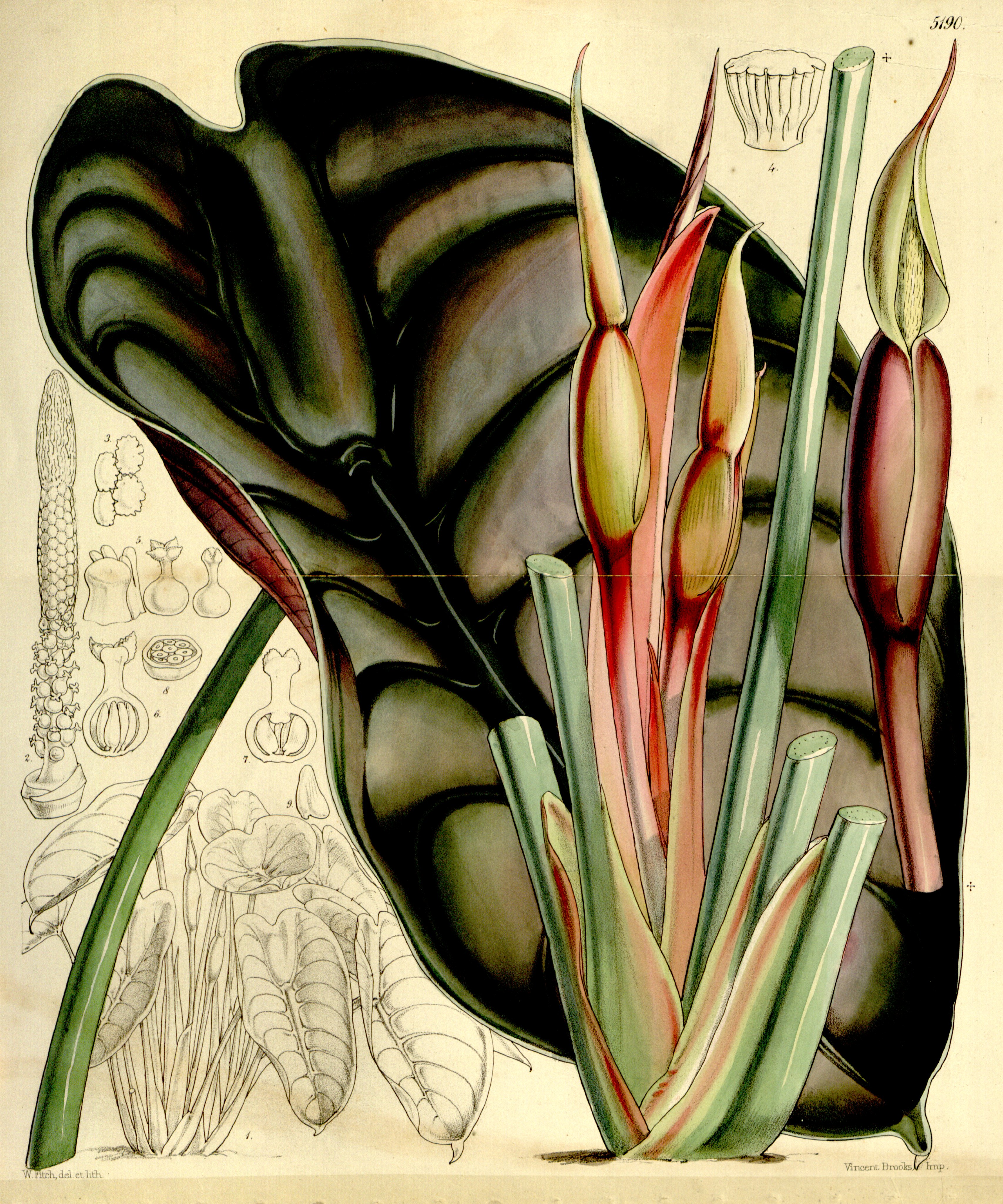 no full size  illustration available (3a)