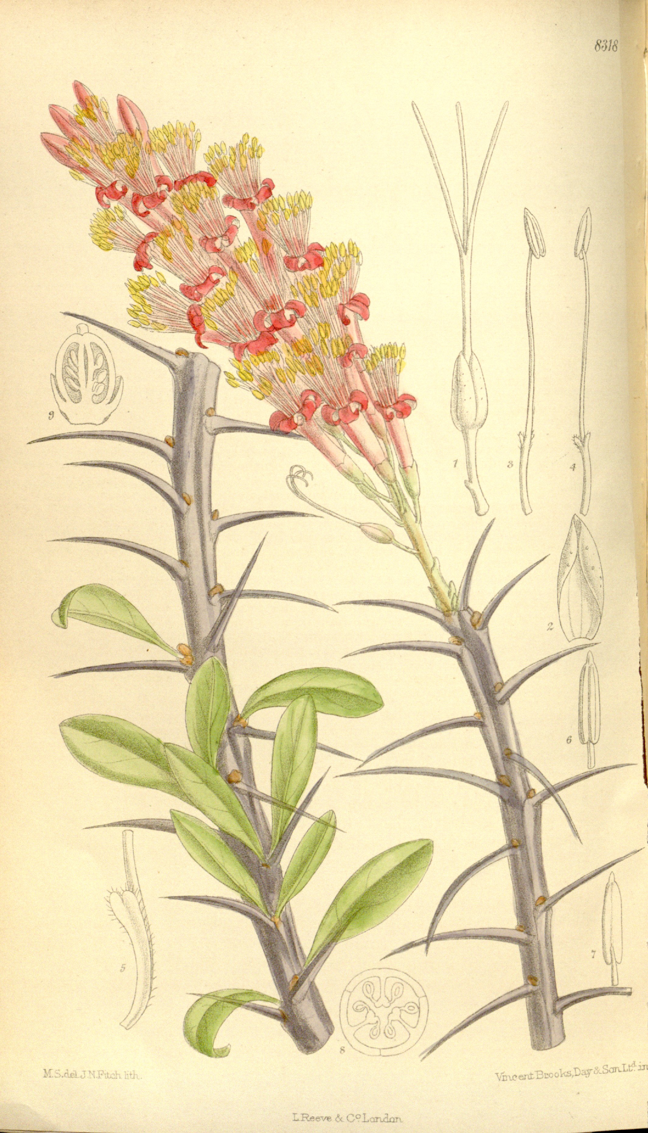 no full size  illustration available (3a)