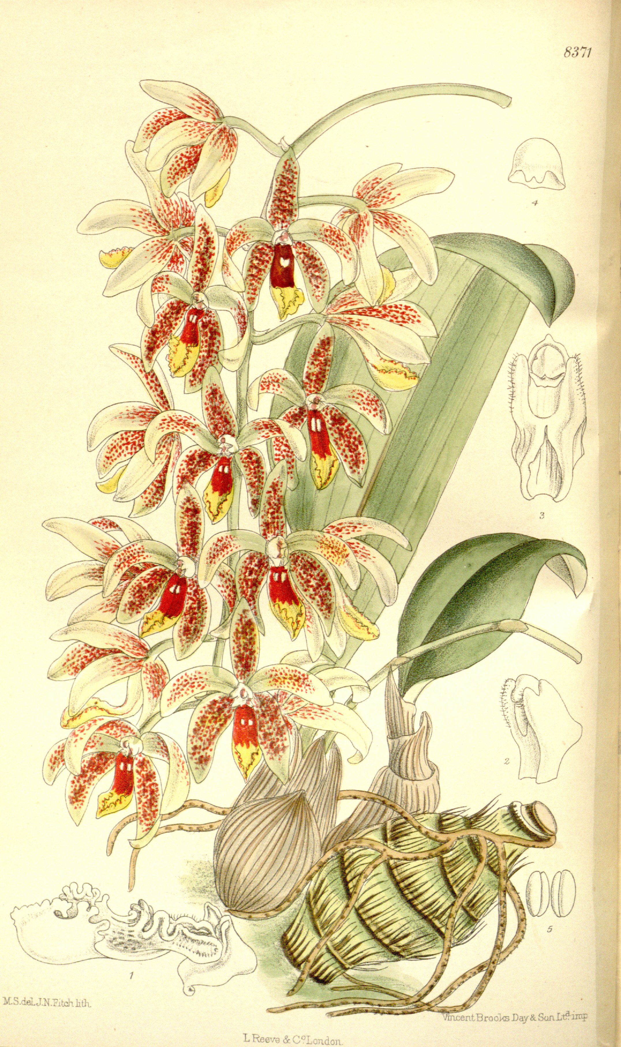 no full size  illustration available (3a)