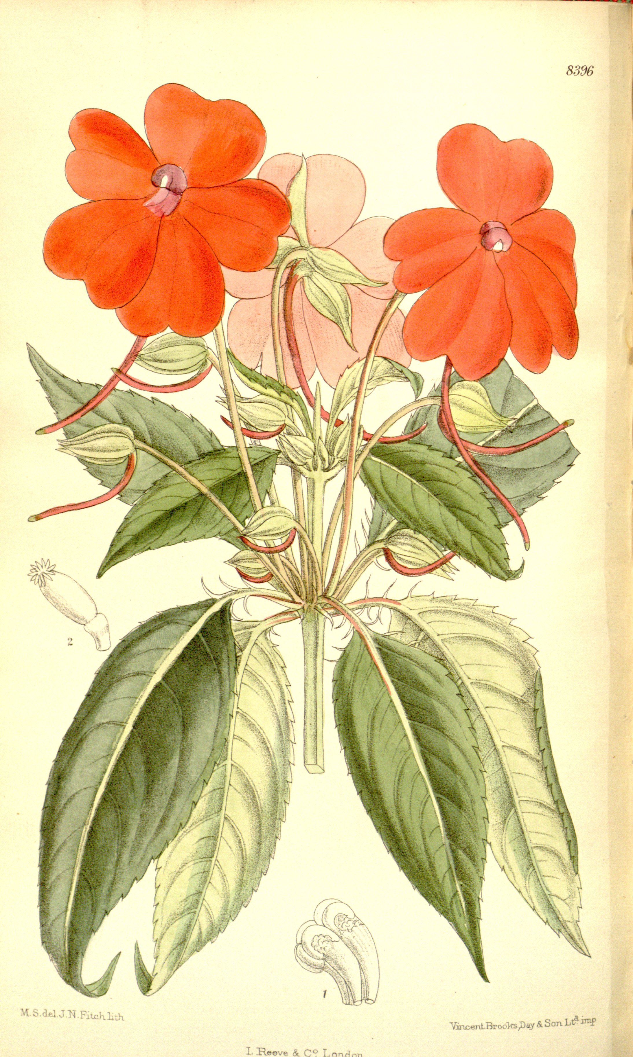 no full size  illustration available (3a)