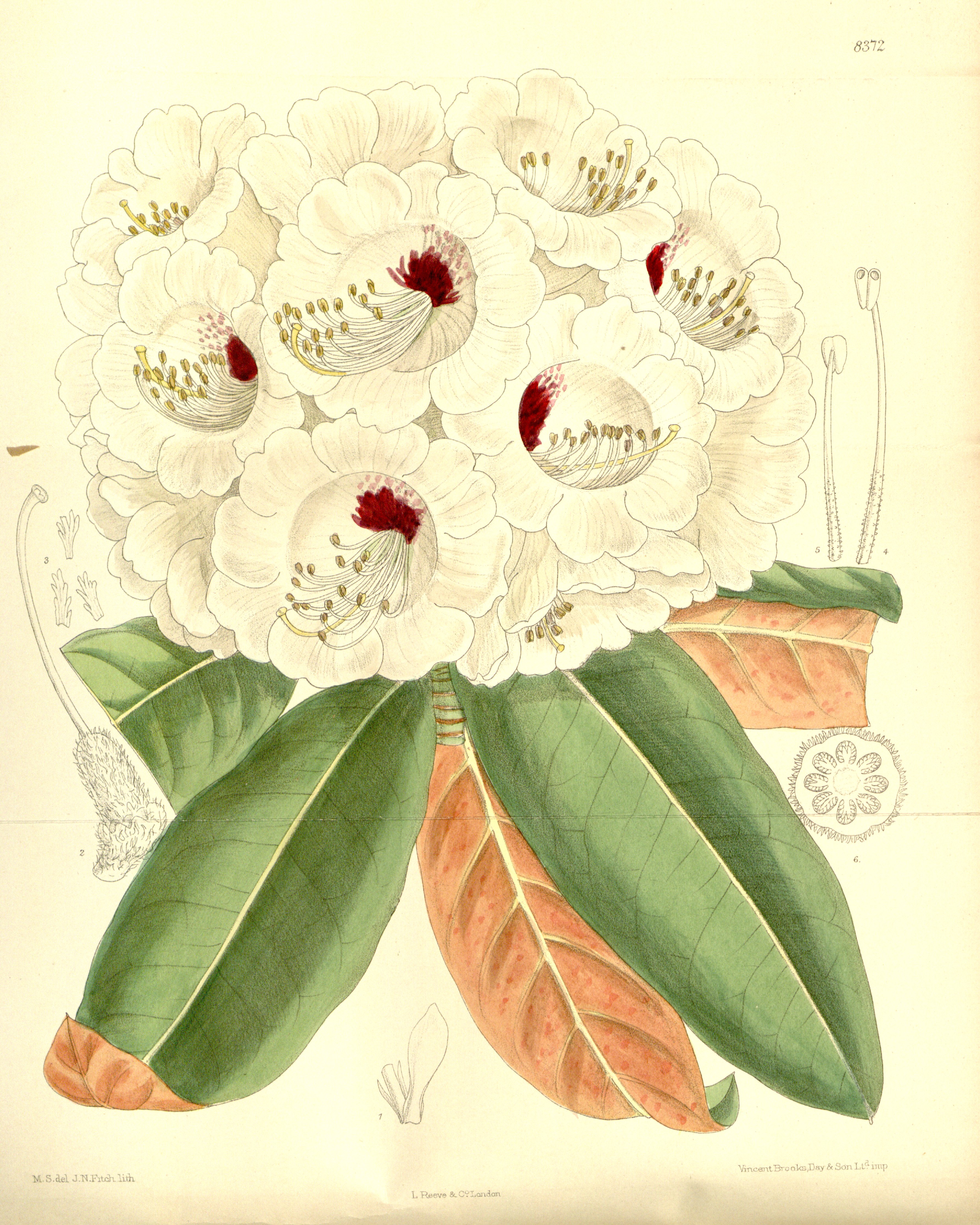 no full size  illustration available (3a)