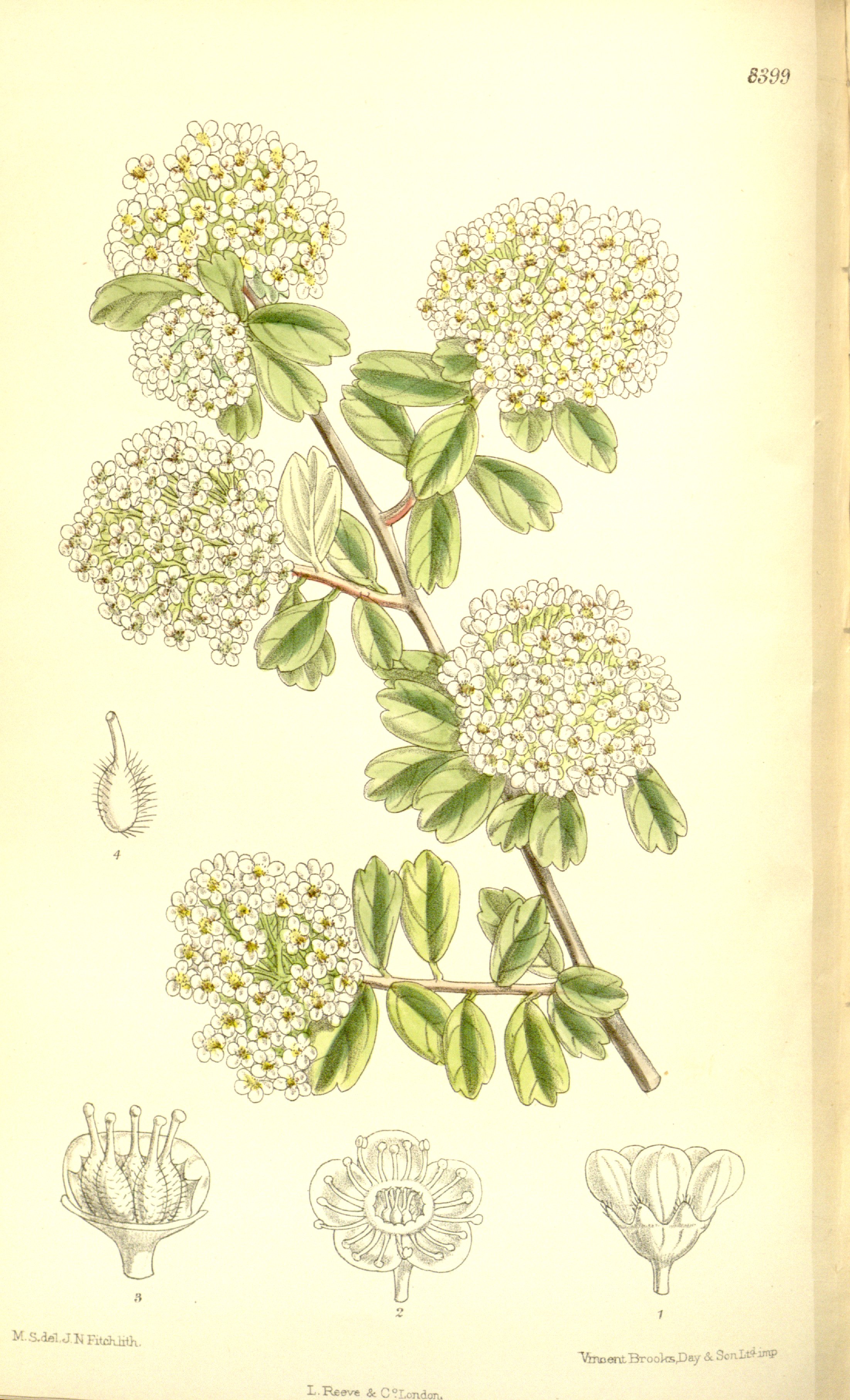 no full size  illustration available (3a)