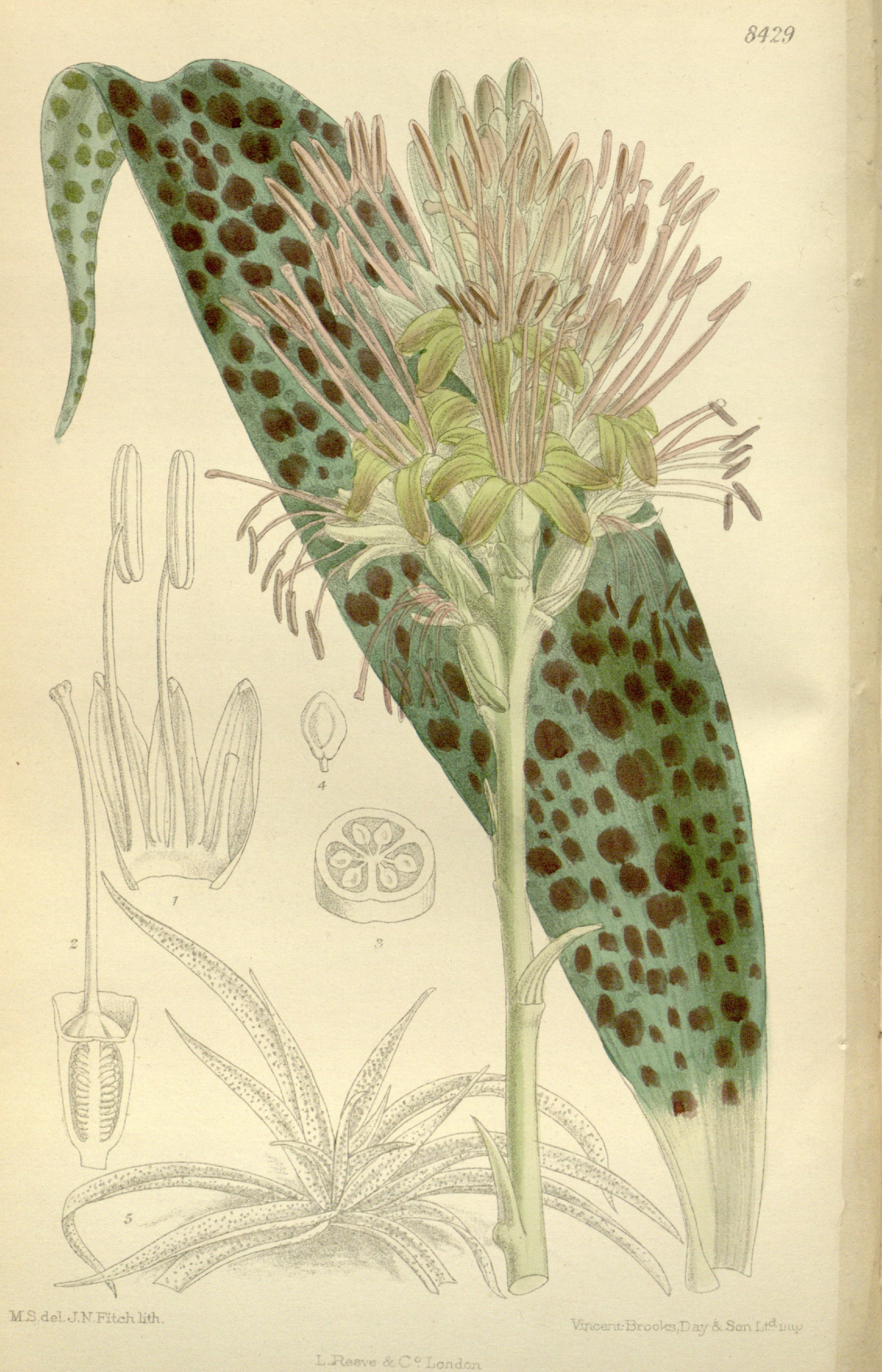 no full size  illustration available (3a)