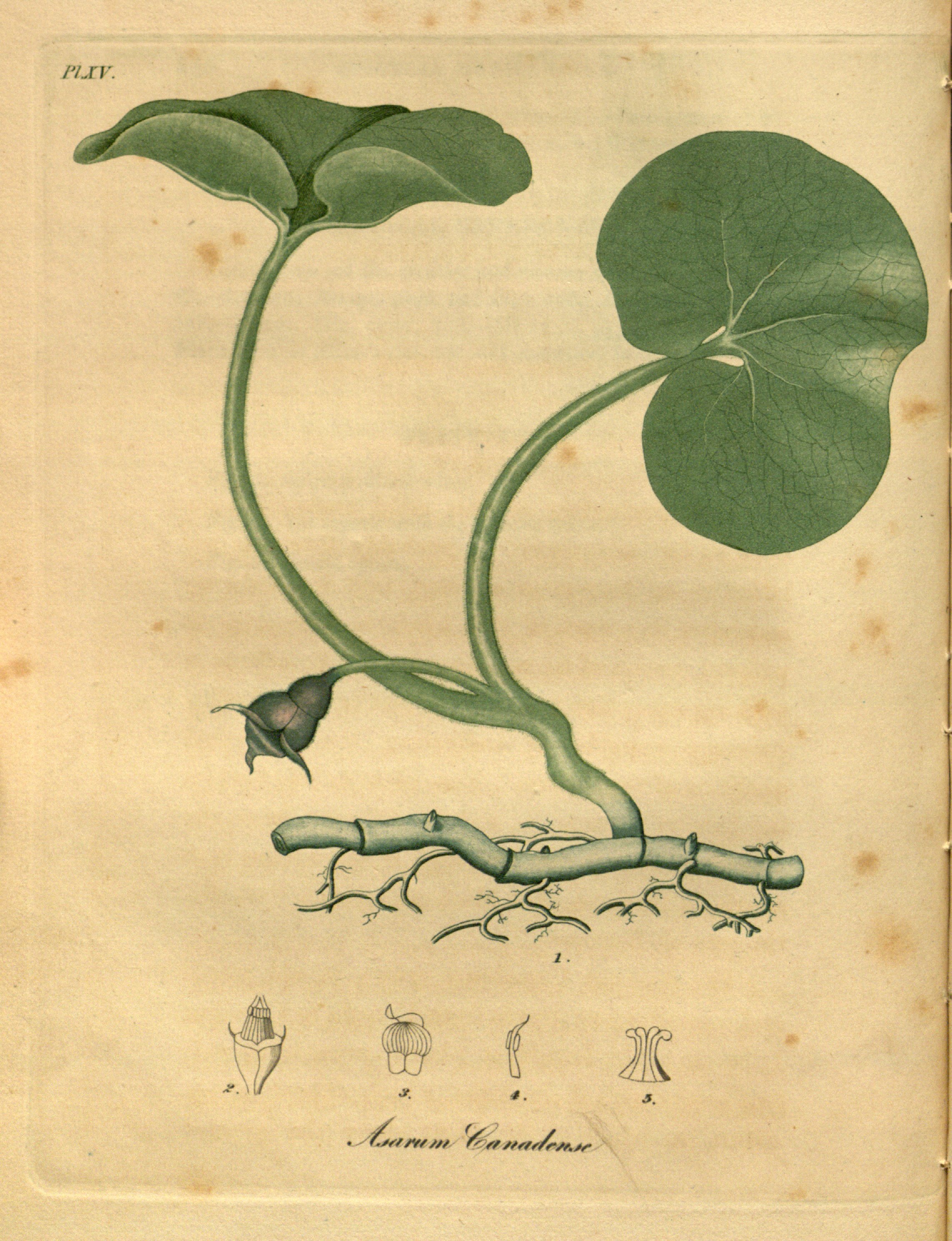 no full size  illustration available (3a)