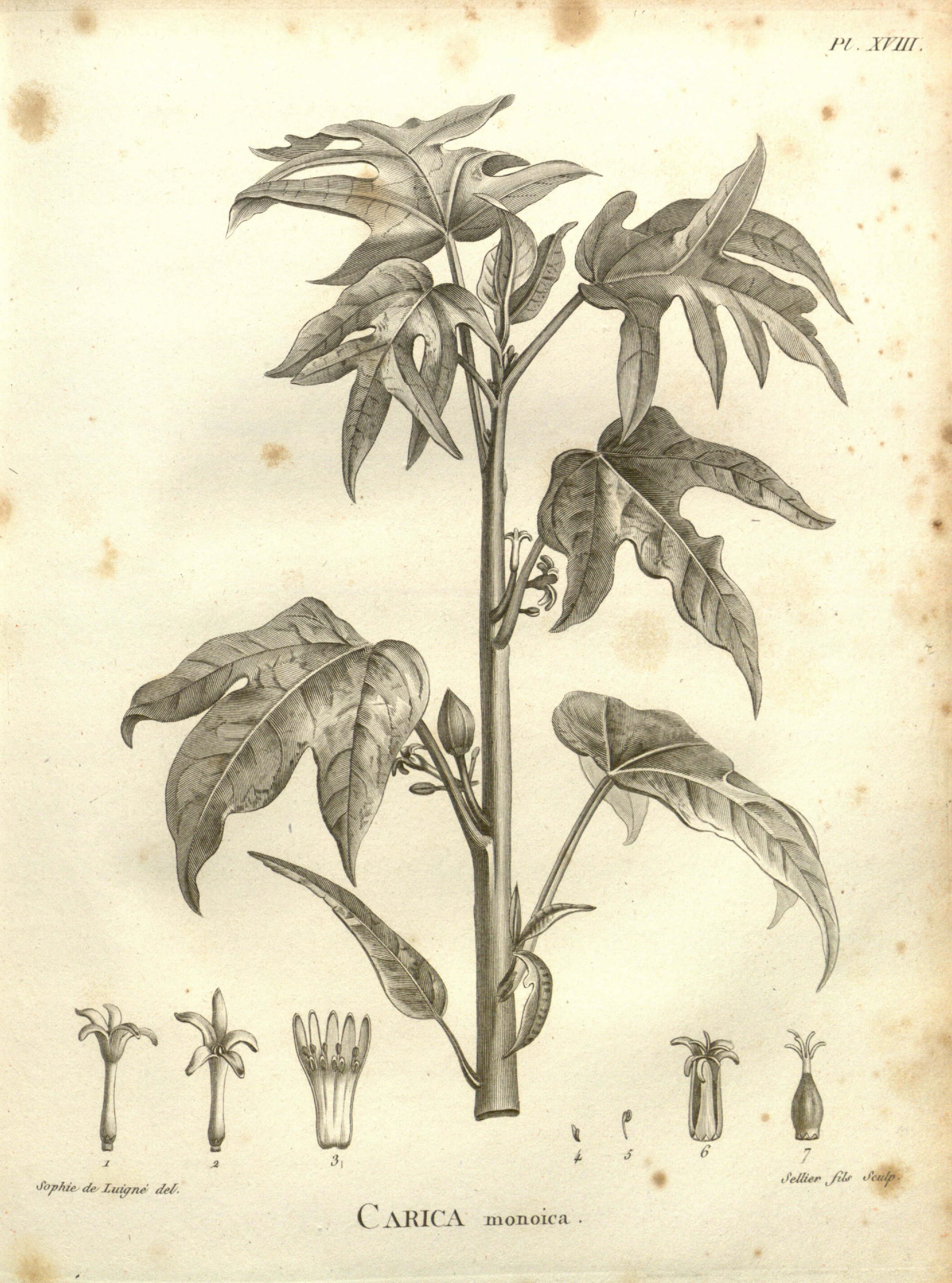 no full size  illustration available (3a)