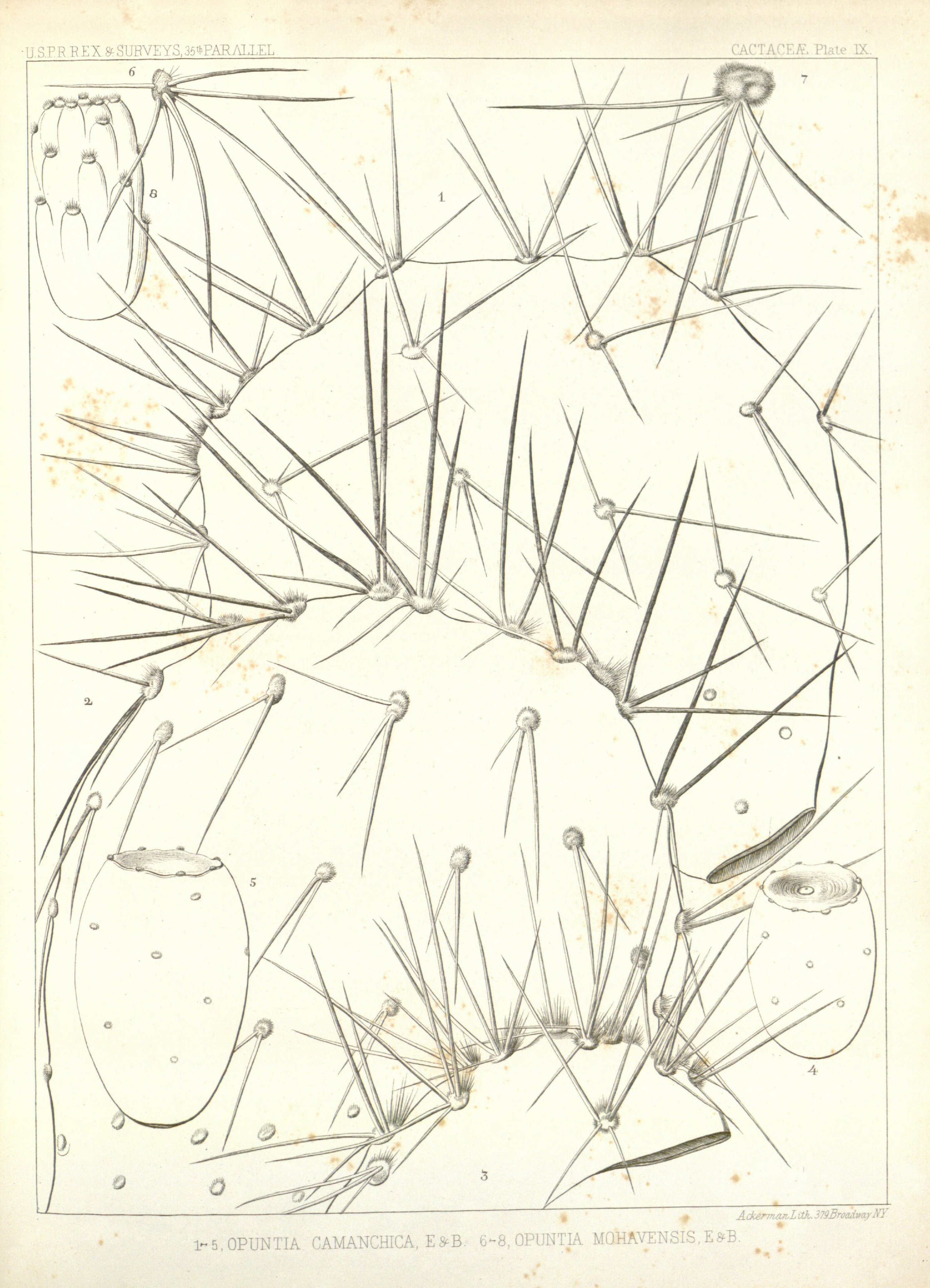 no full size  illustration available (3a)