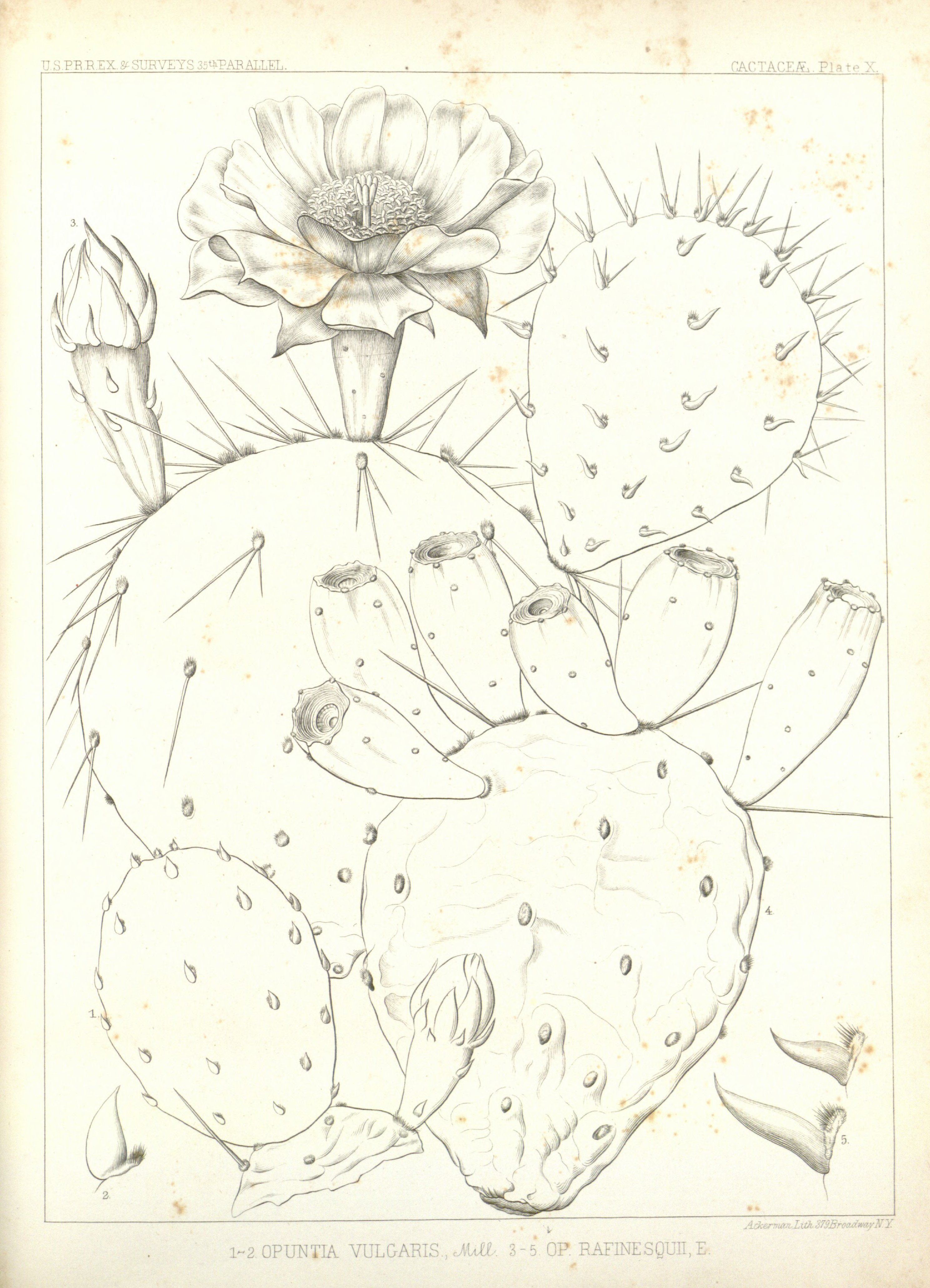 no full size  illustration available (3a)