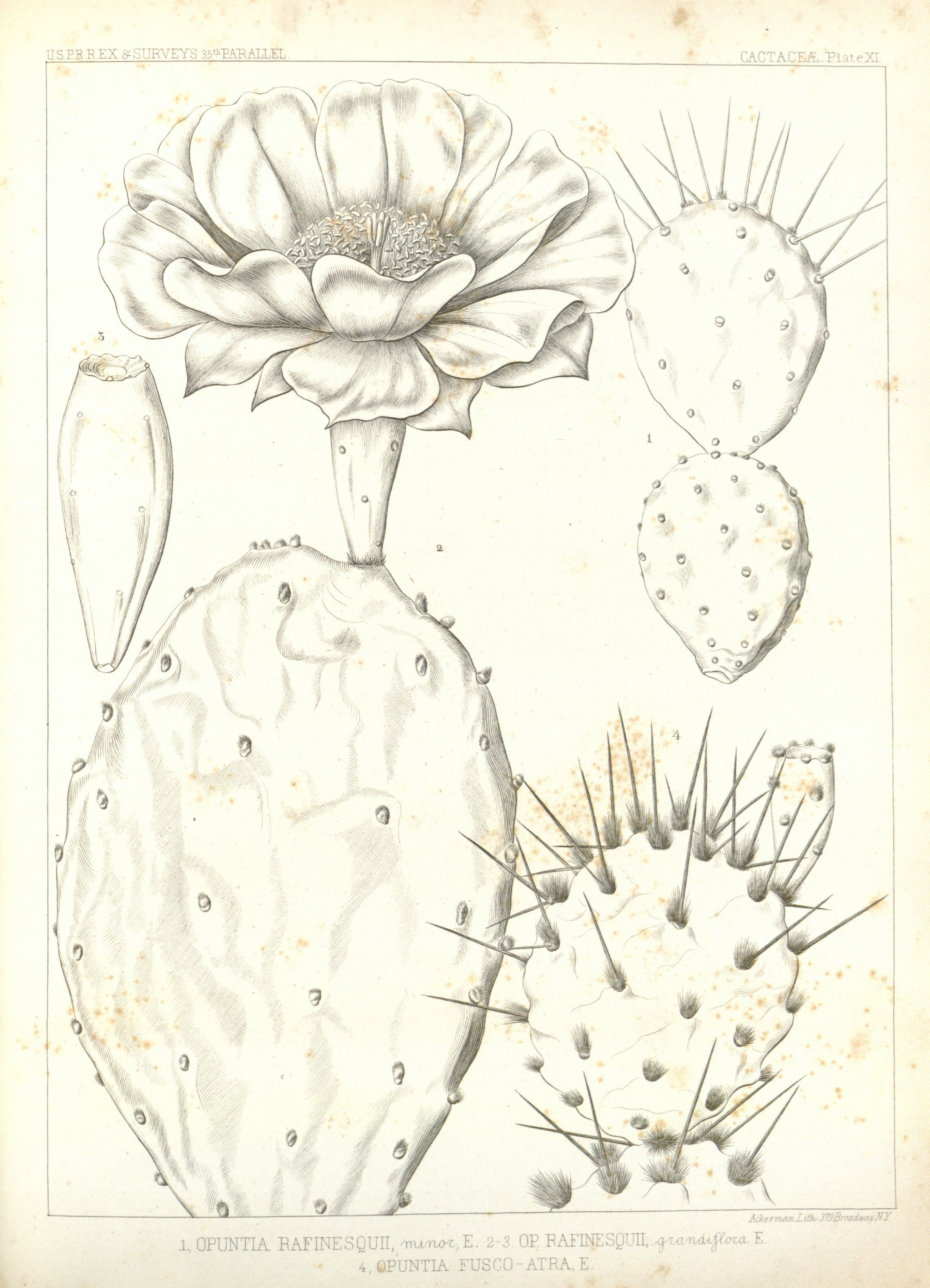 no full size  illustration available (3a)