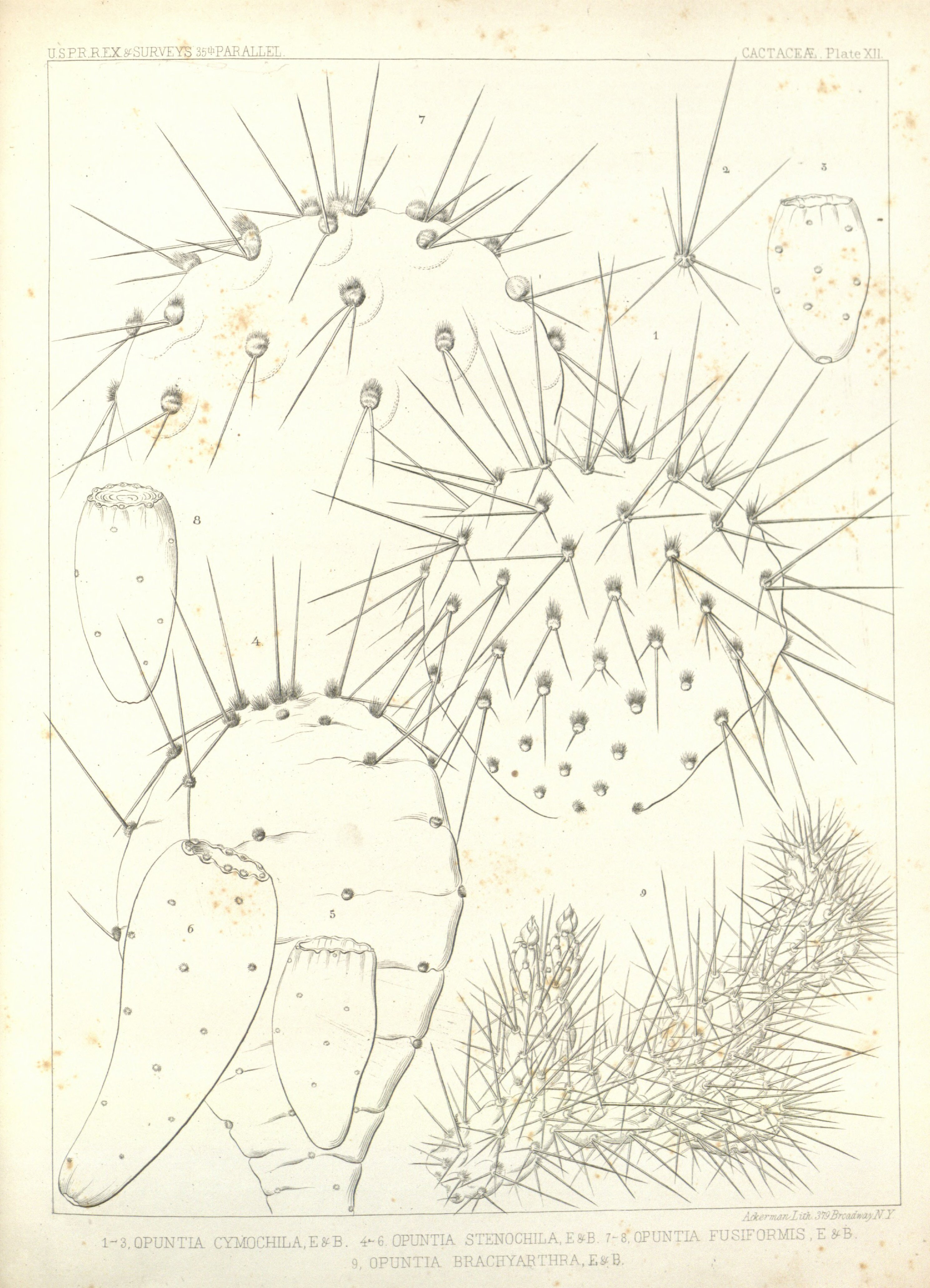 no full size  illustration available (3a)